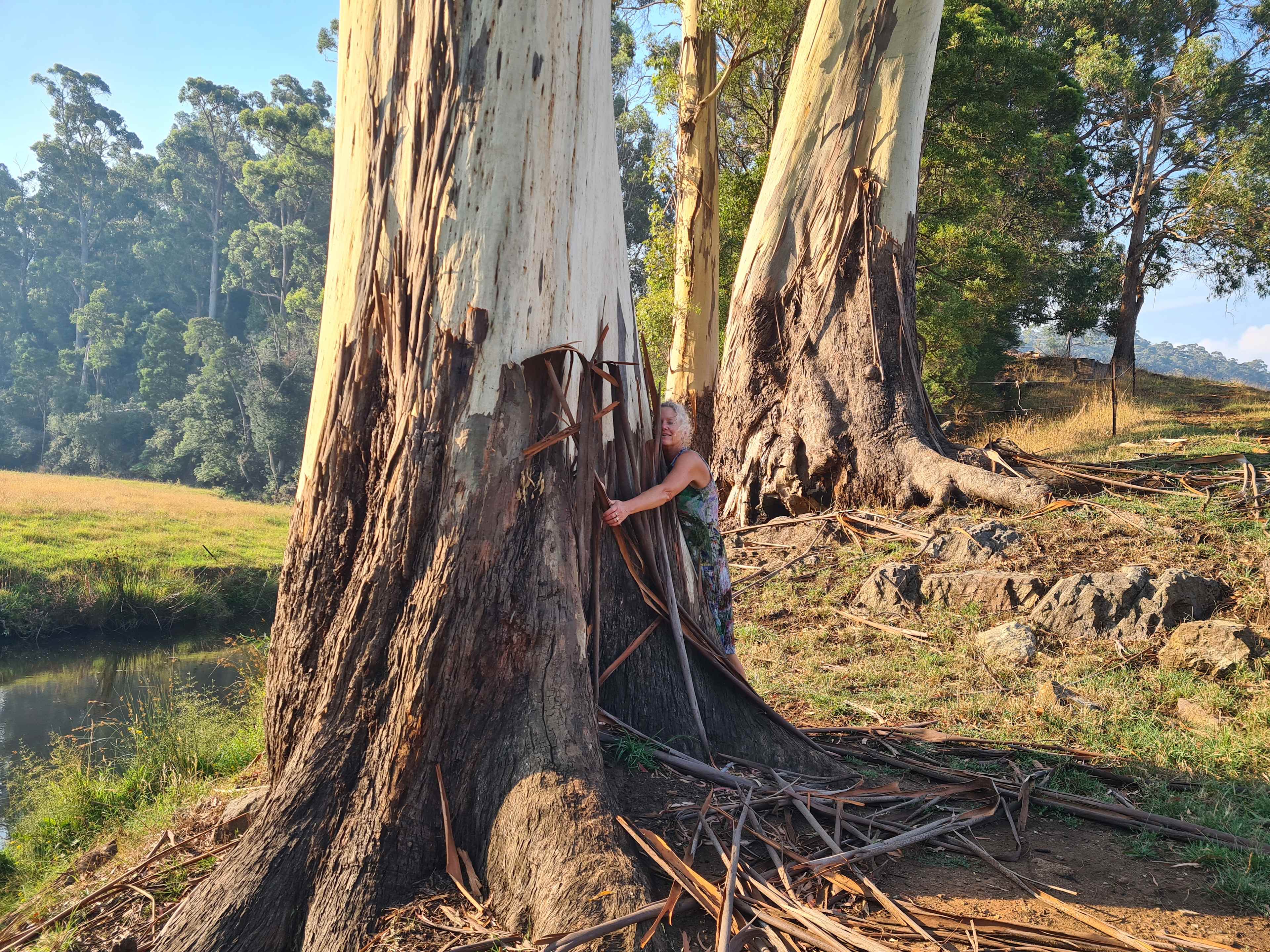 The trees were very hug-able.