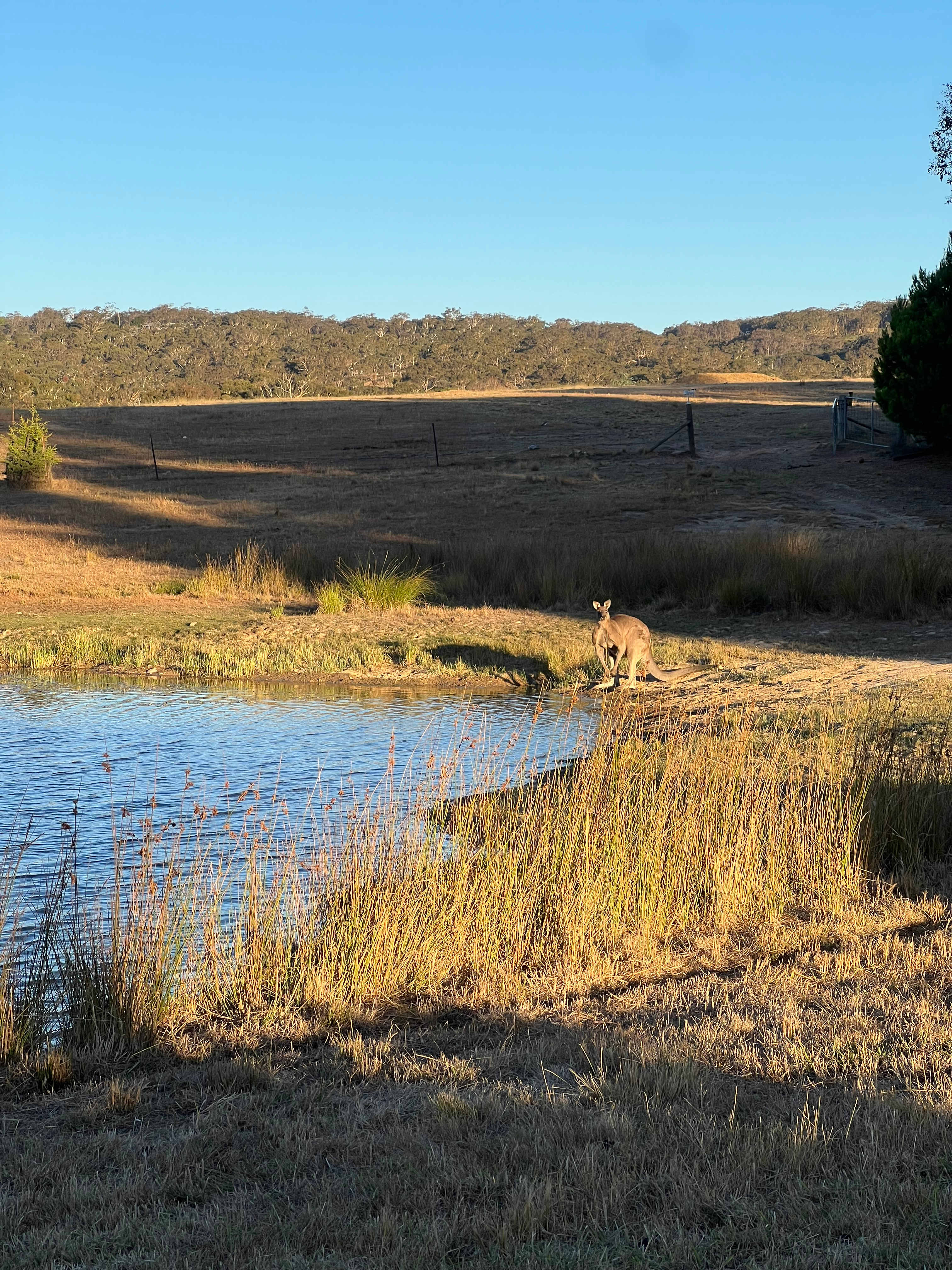 Groups of Kangaroos around. Turtles and ducks in the dam. Rabbits everywhere too. 