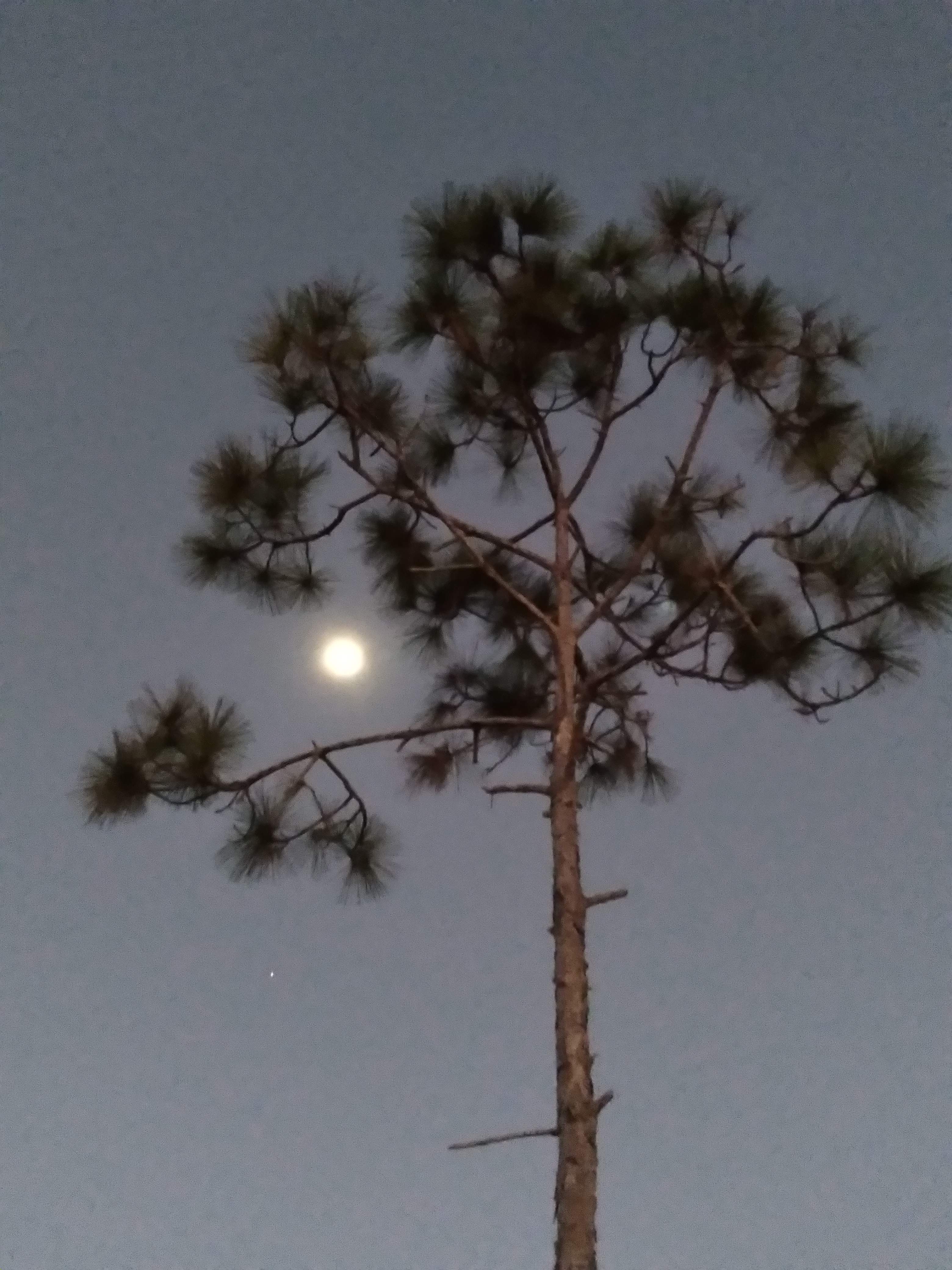 Beautiful moonlit night at the lake