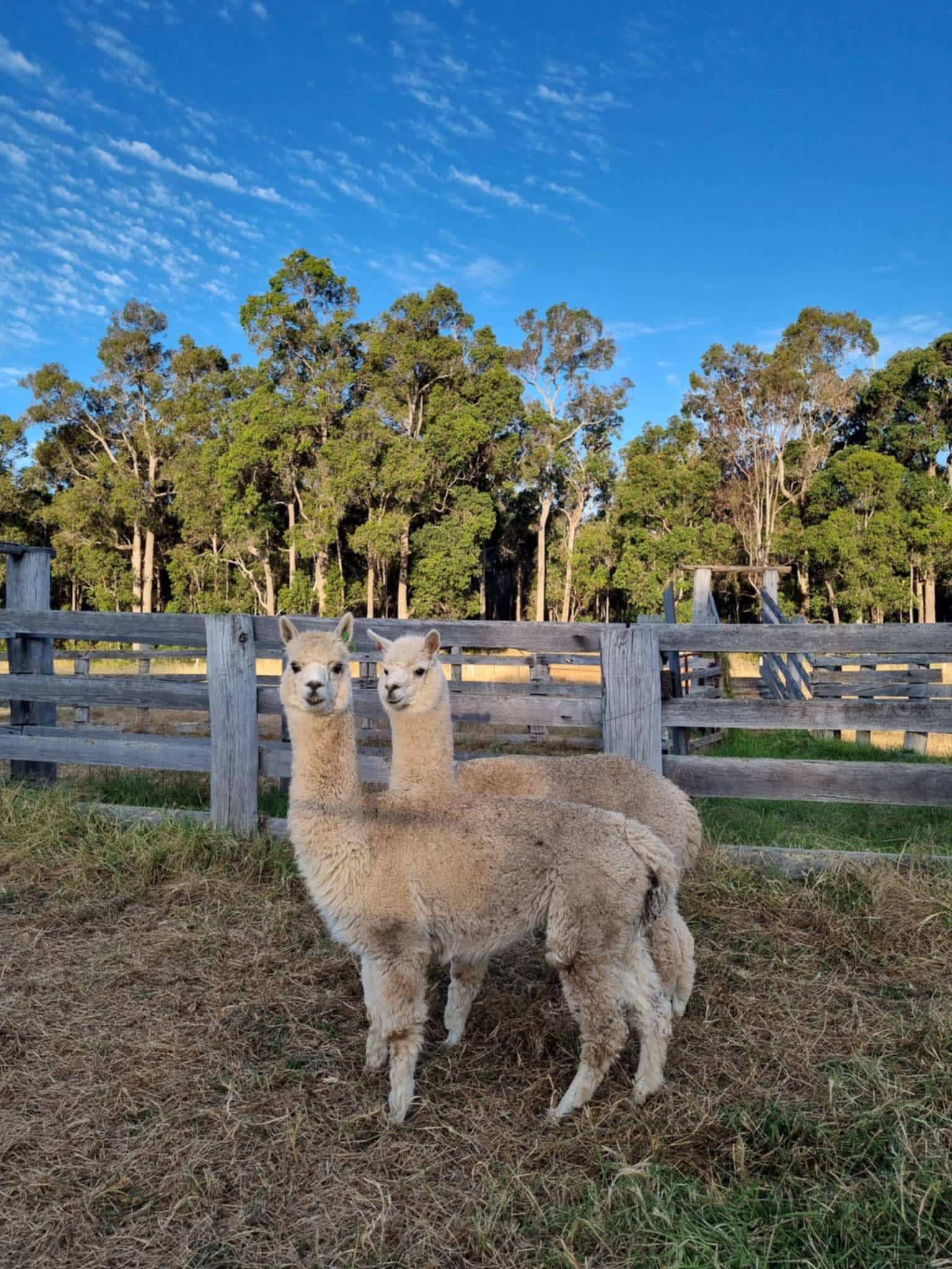 Birtie and Freya our alpacas 🦙 