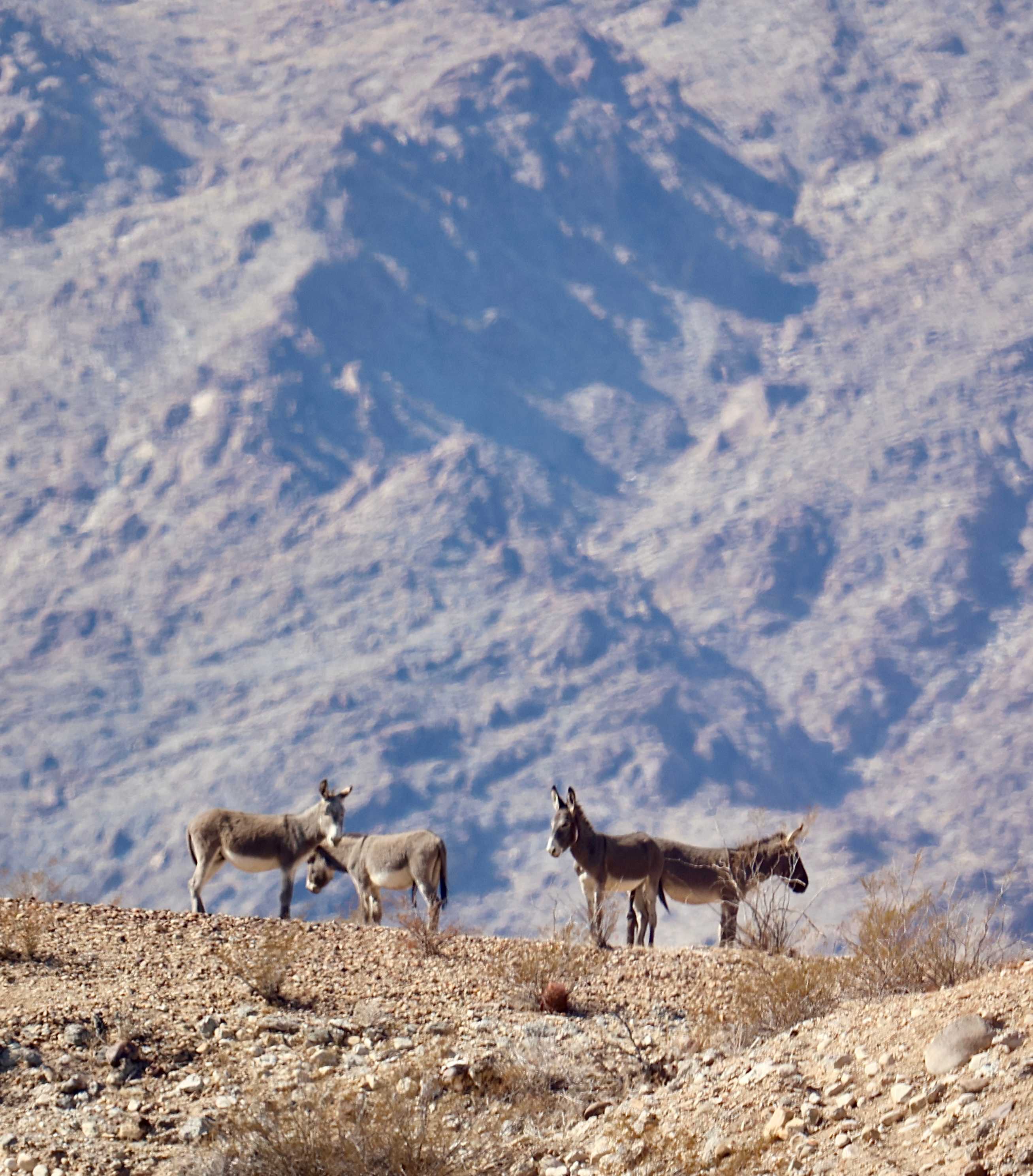 Desert's Edge at Lake Havasu