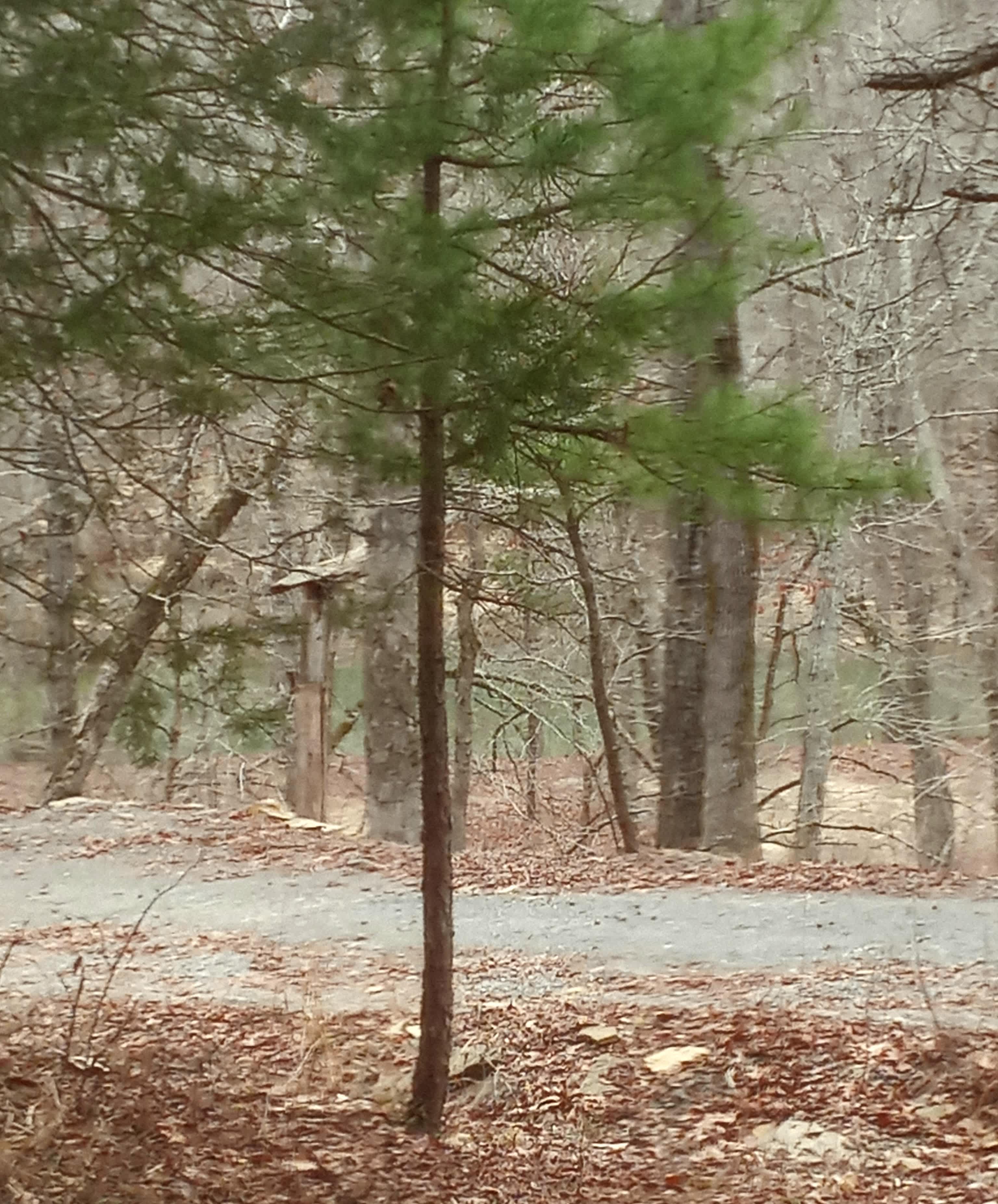 On the way to the creek.