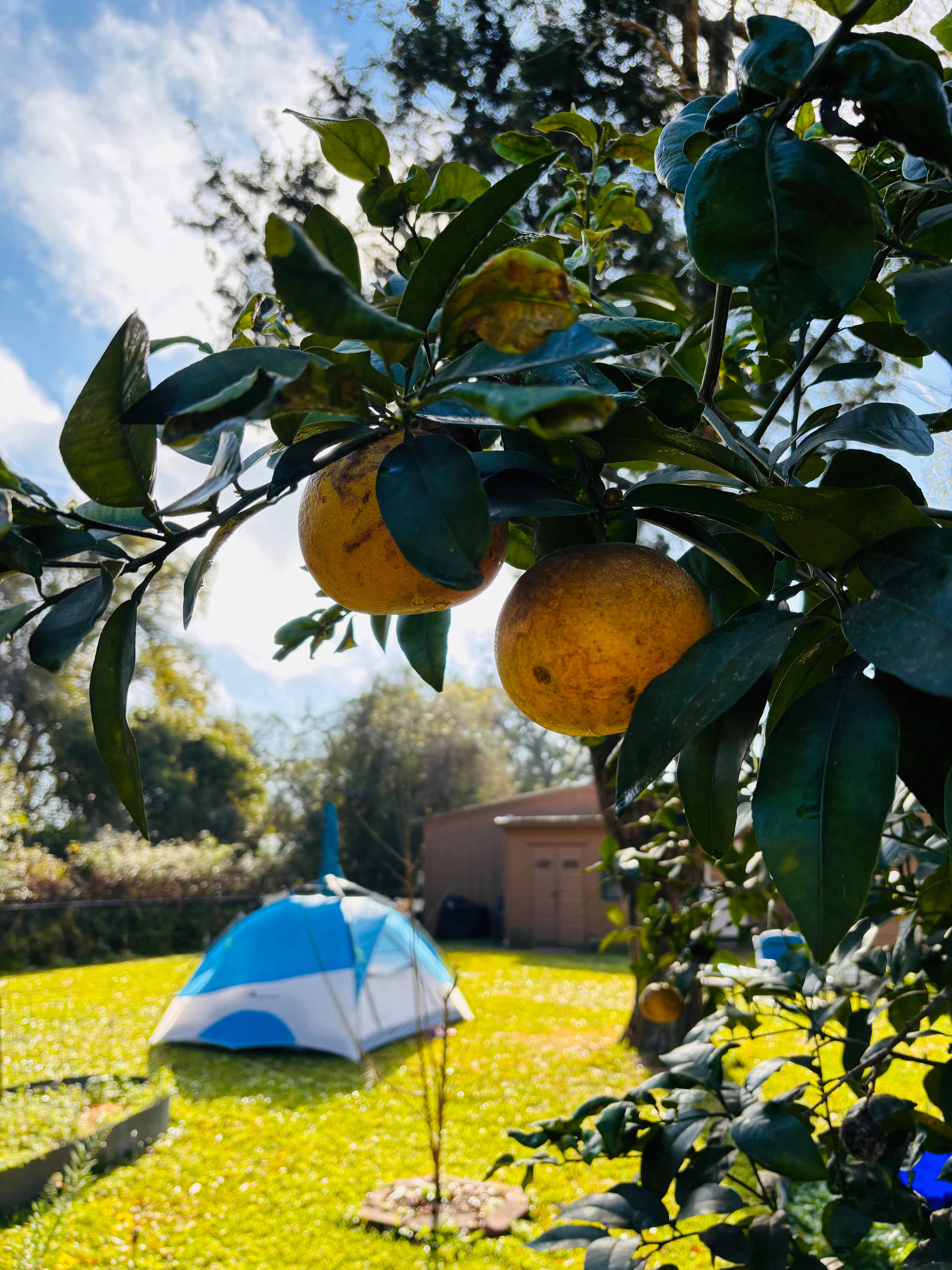 Love pic of grapefruit behind ⛺️!