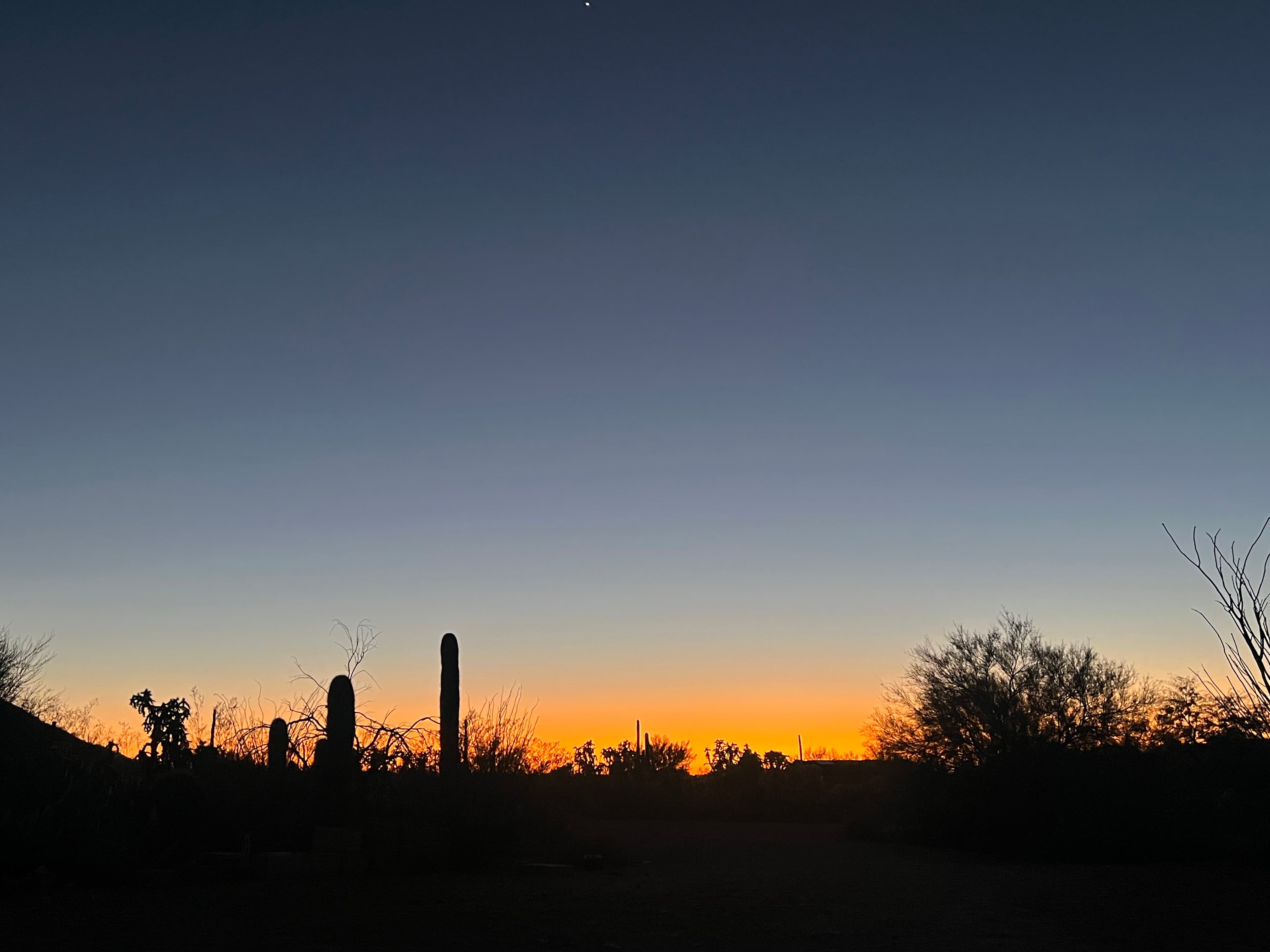 Saguaro national monument west