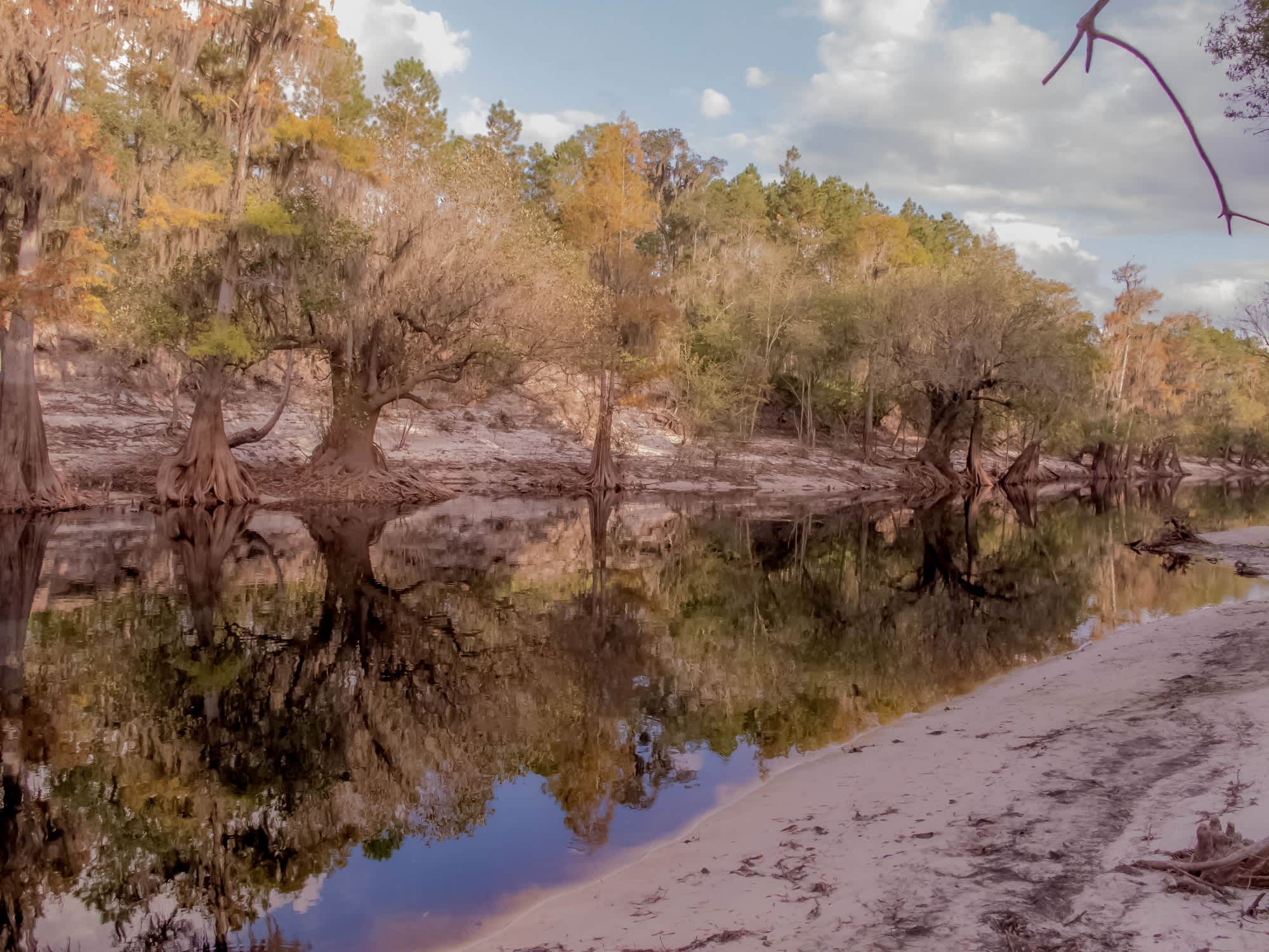Pennington Oaks