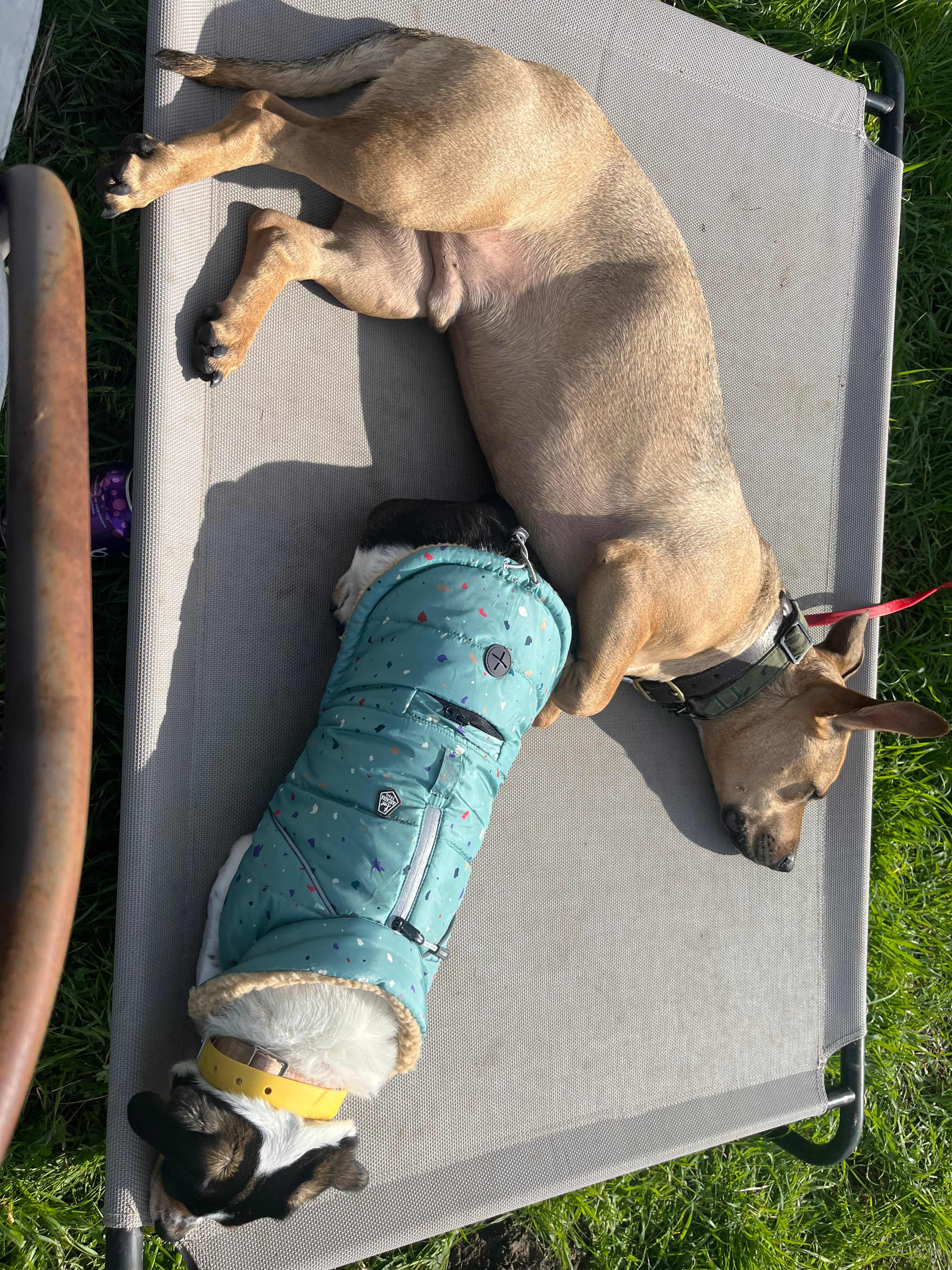 Our dogs sunbathing