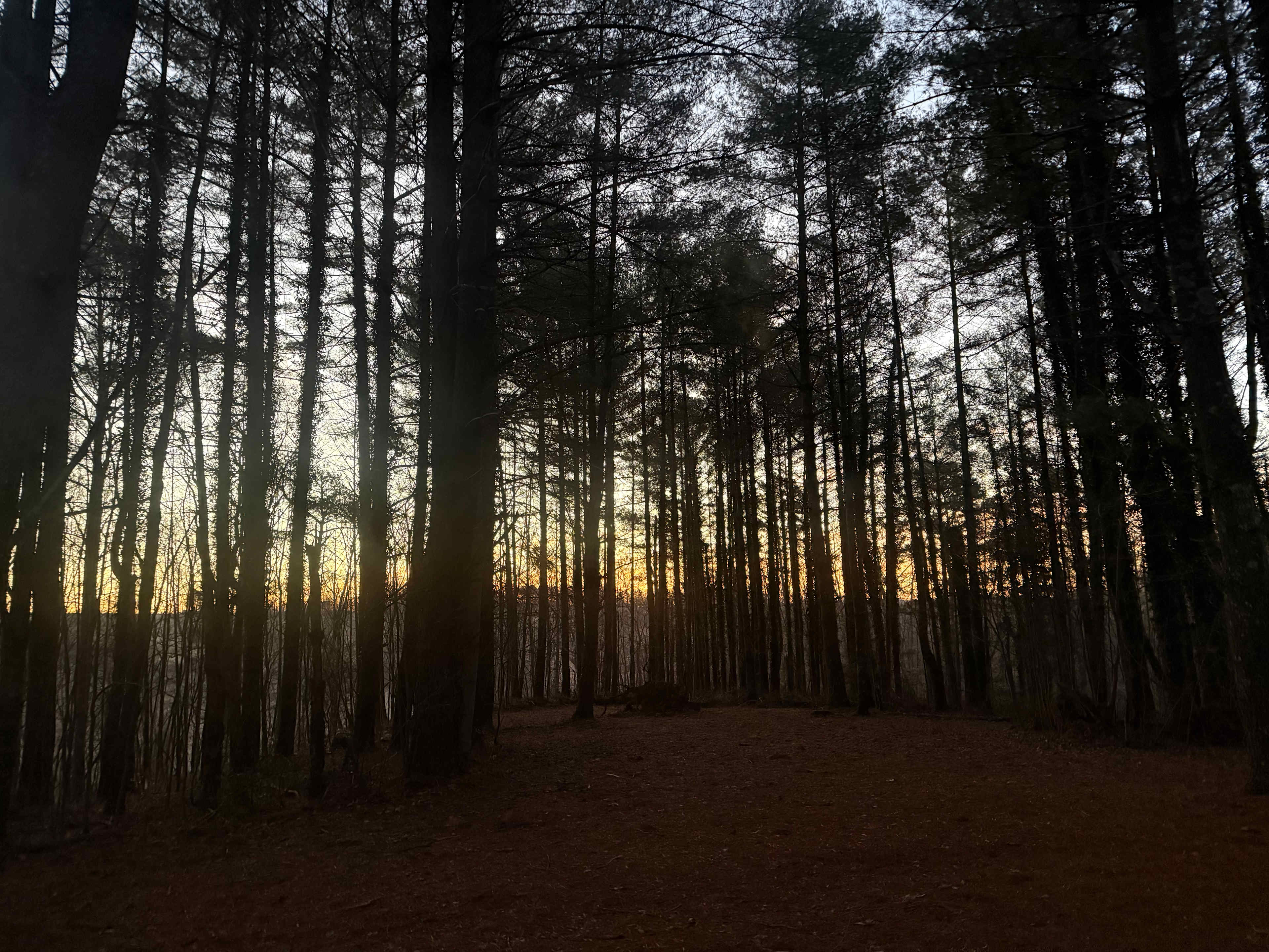 Sunrise 
