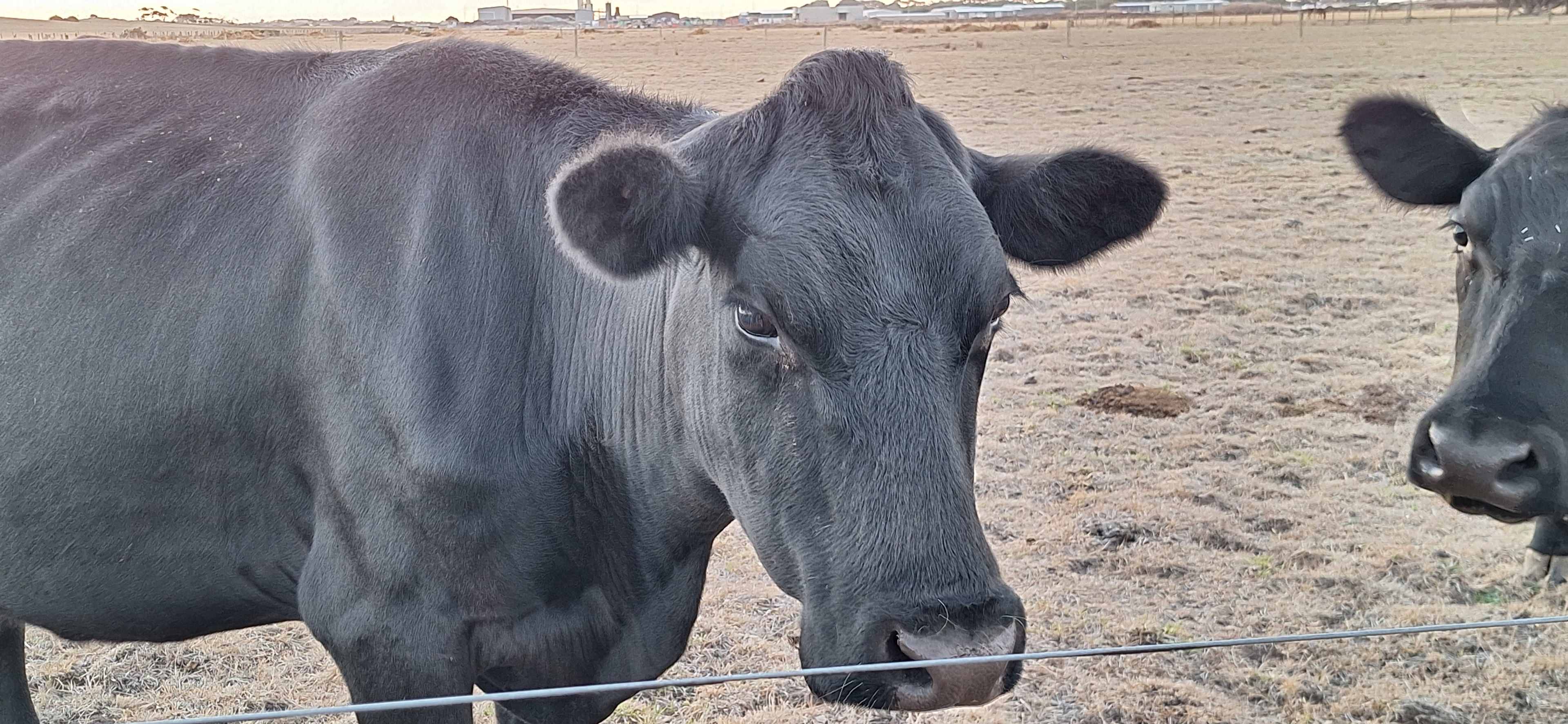 Moooo! 