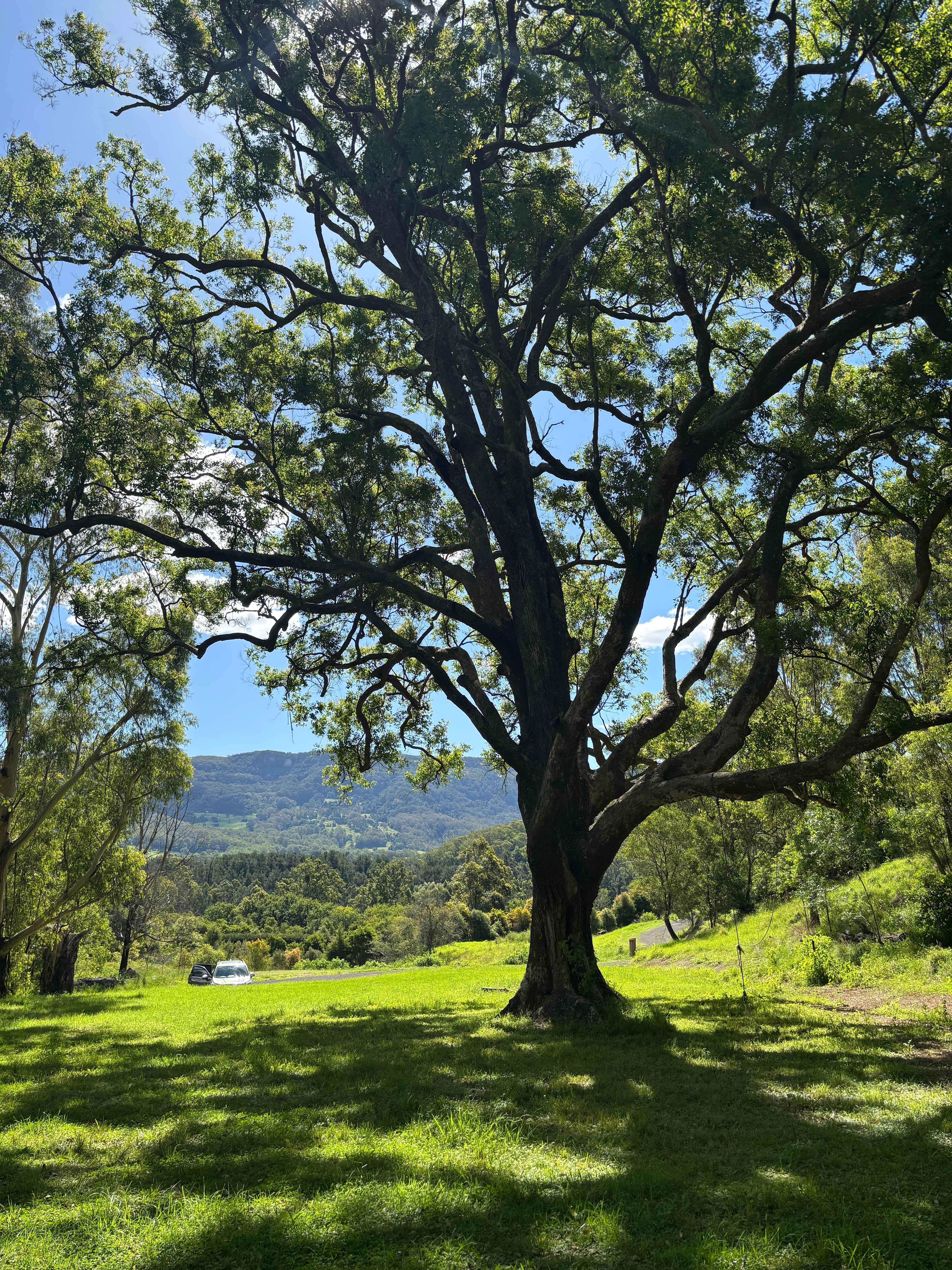 Glamping Around An Ancient Tree