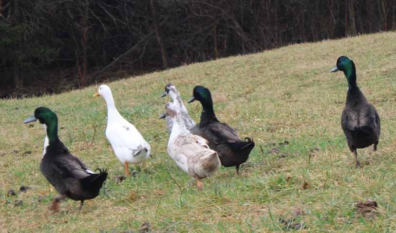 Fluffy Duckling Farm