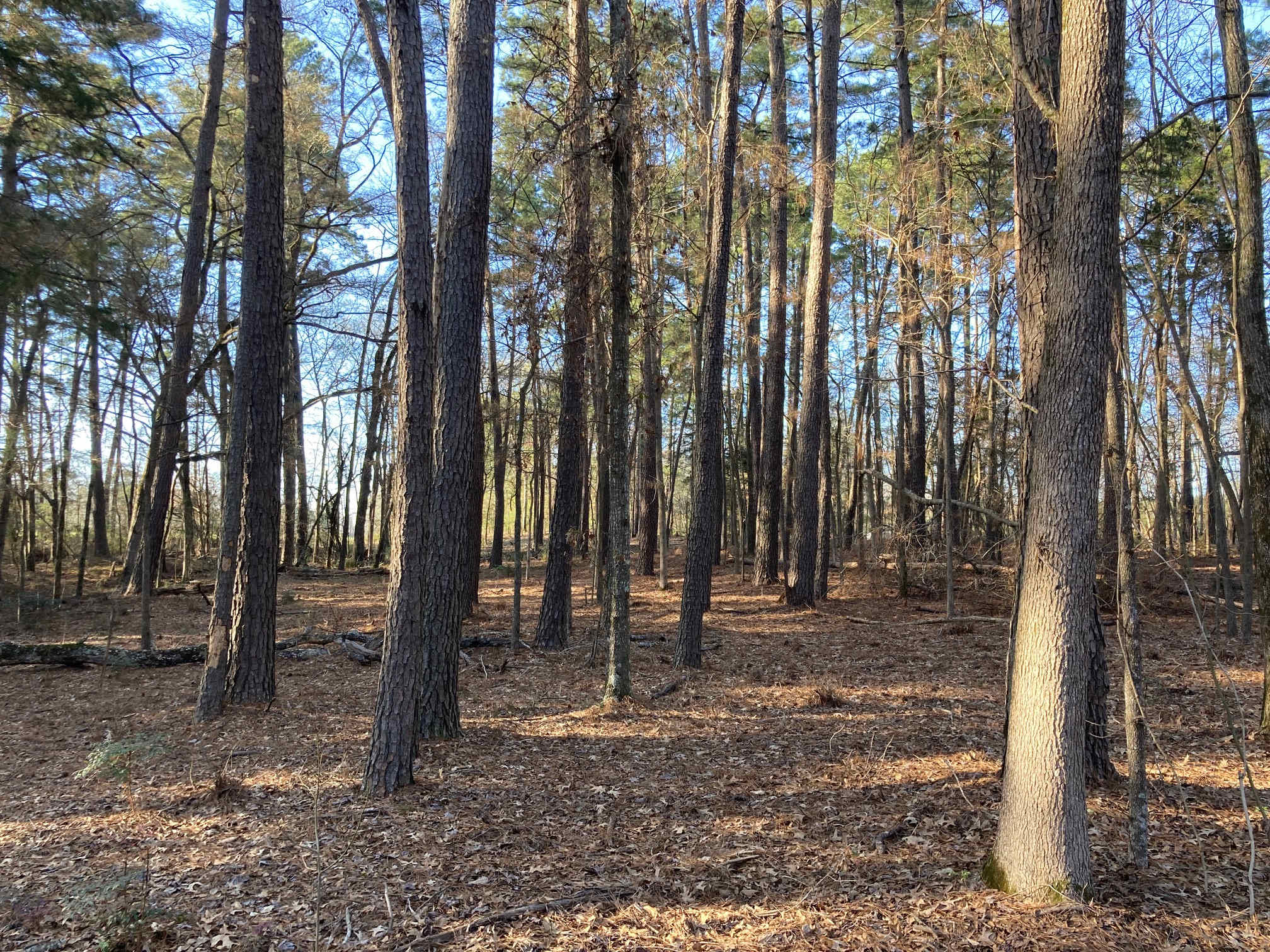 Timber Woods & Creek Resort