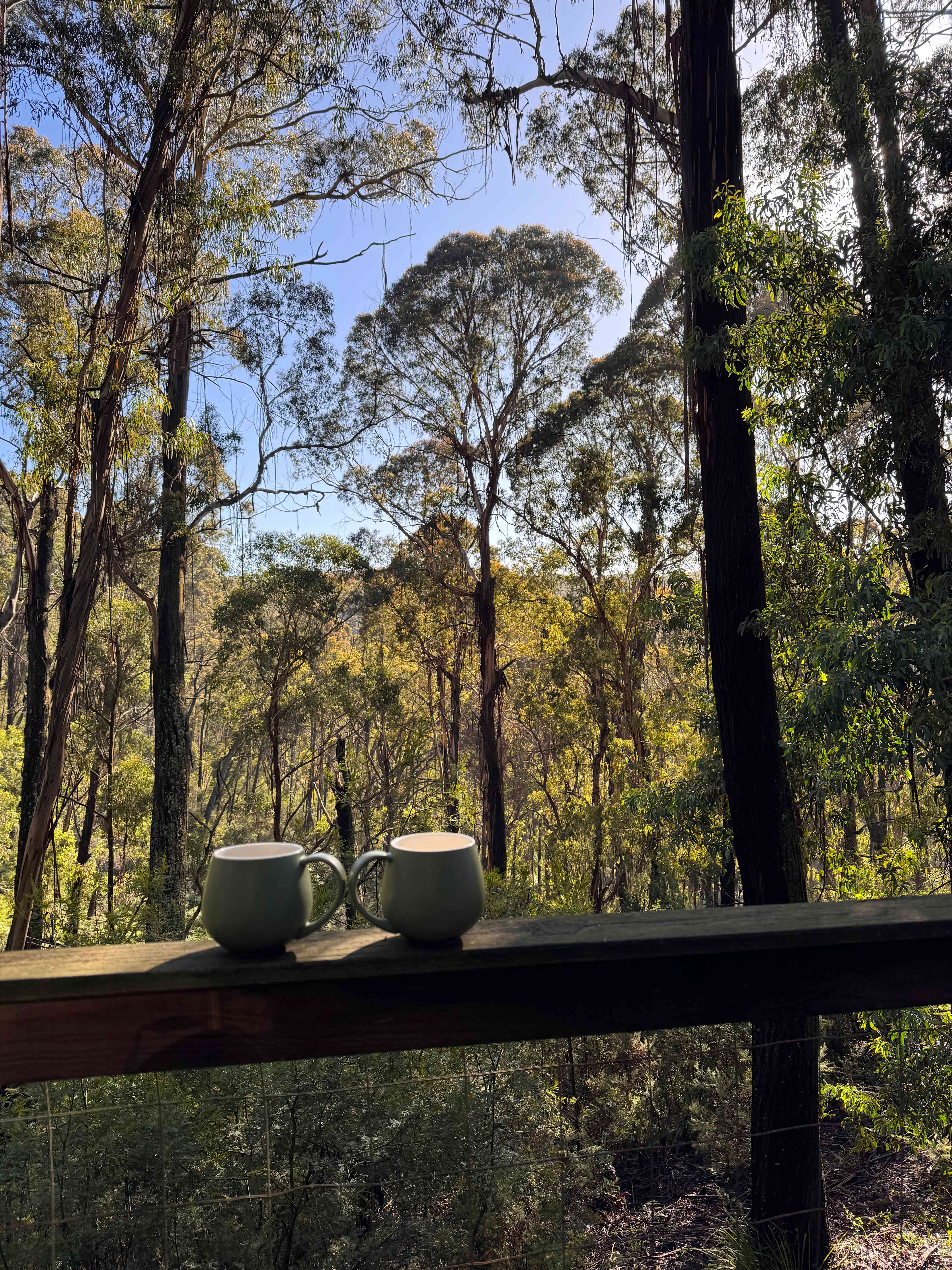 Lyrebirds Nest