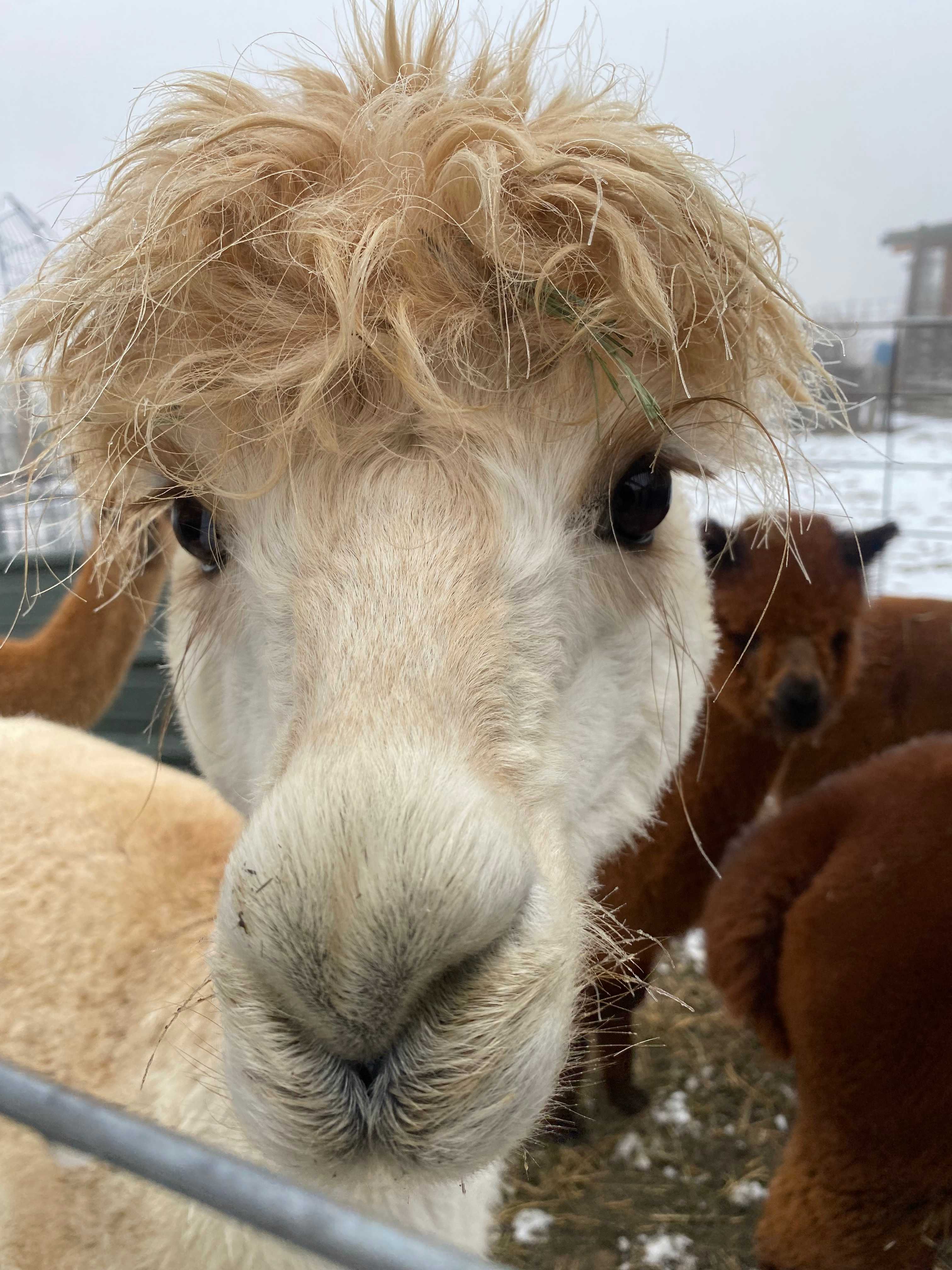 Harmony Ridge Farm
