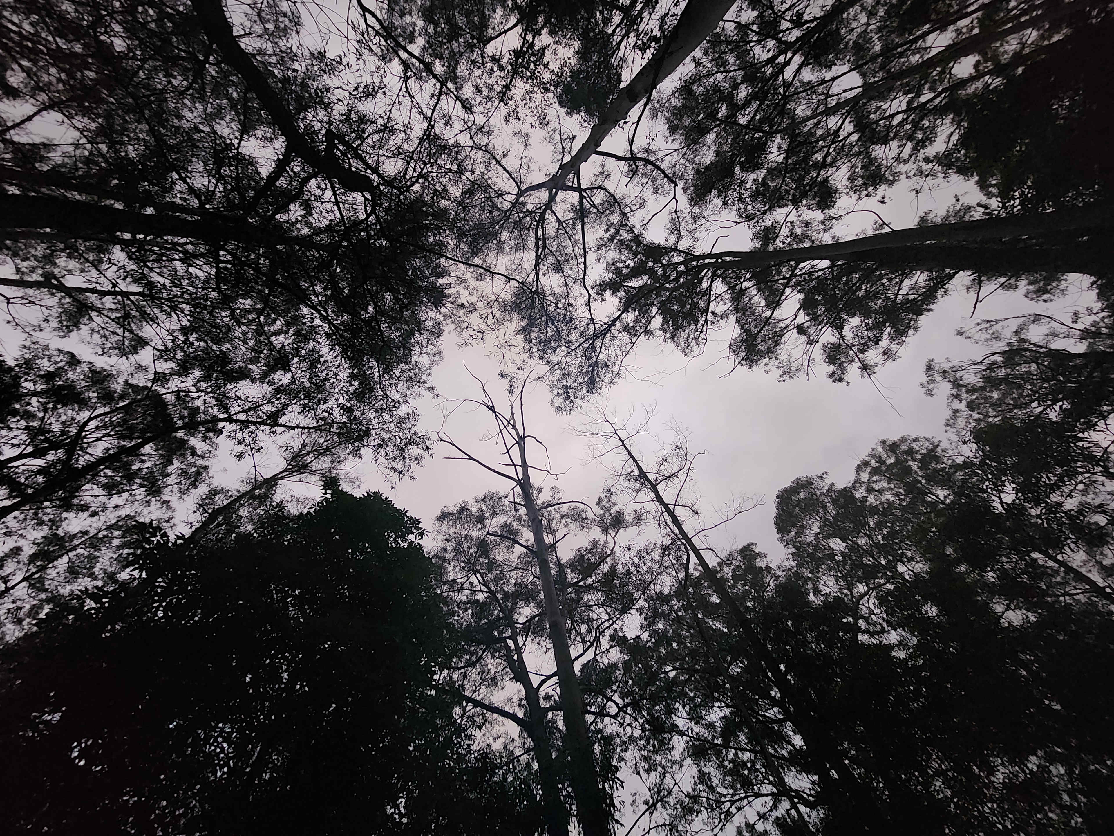 Early night sky above camp