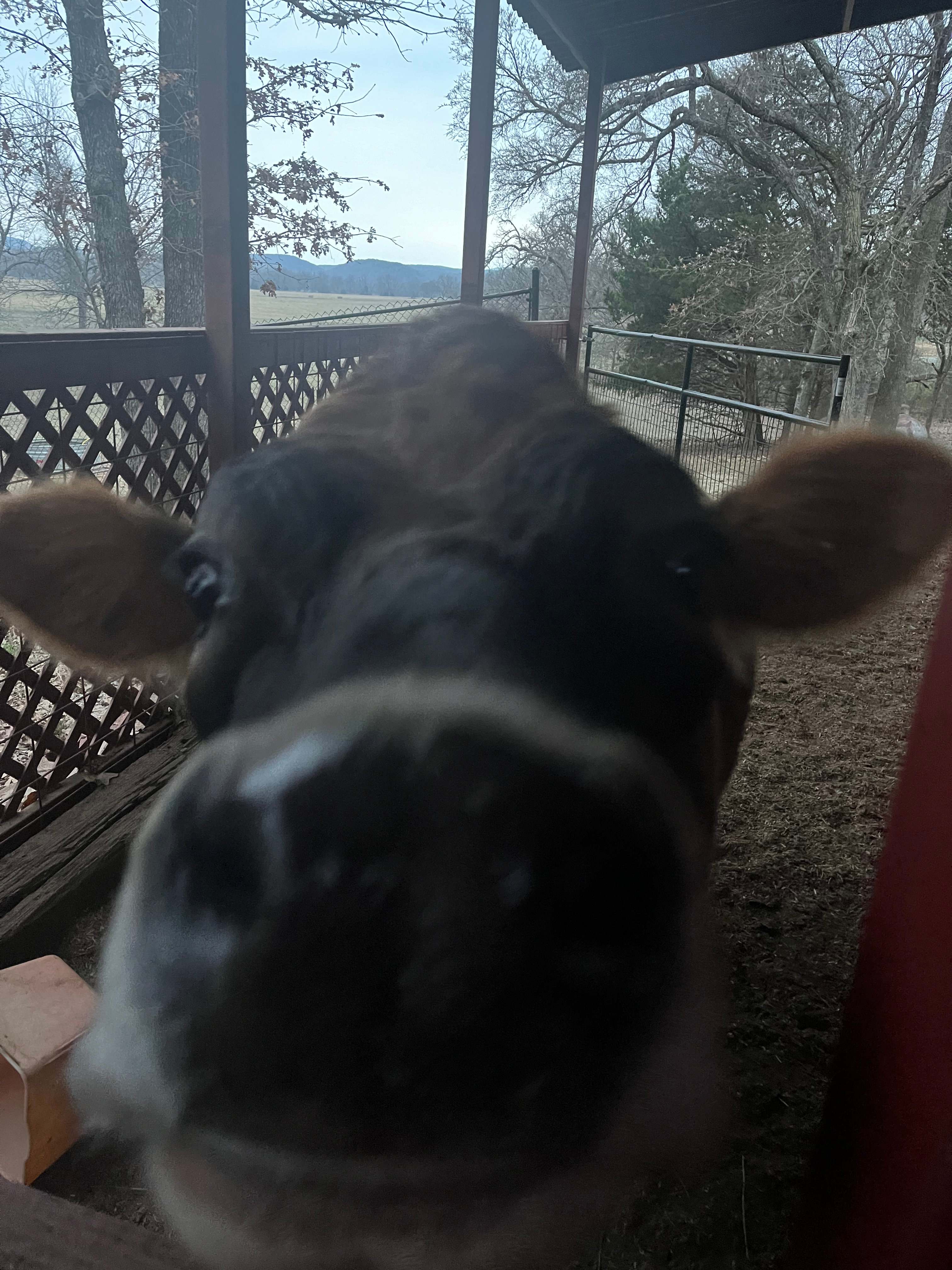 yet another cutie at the farm 