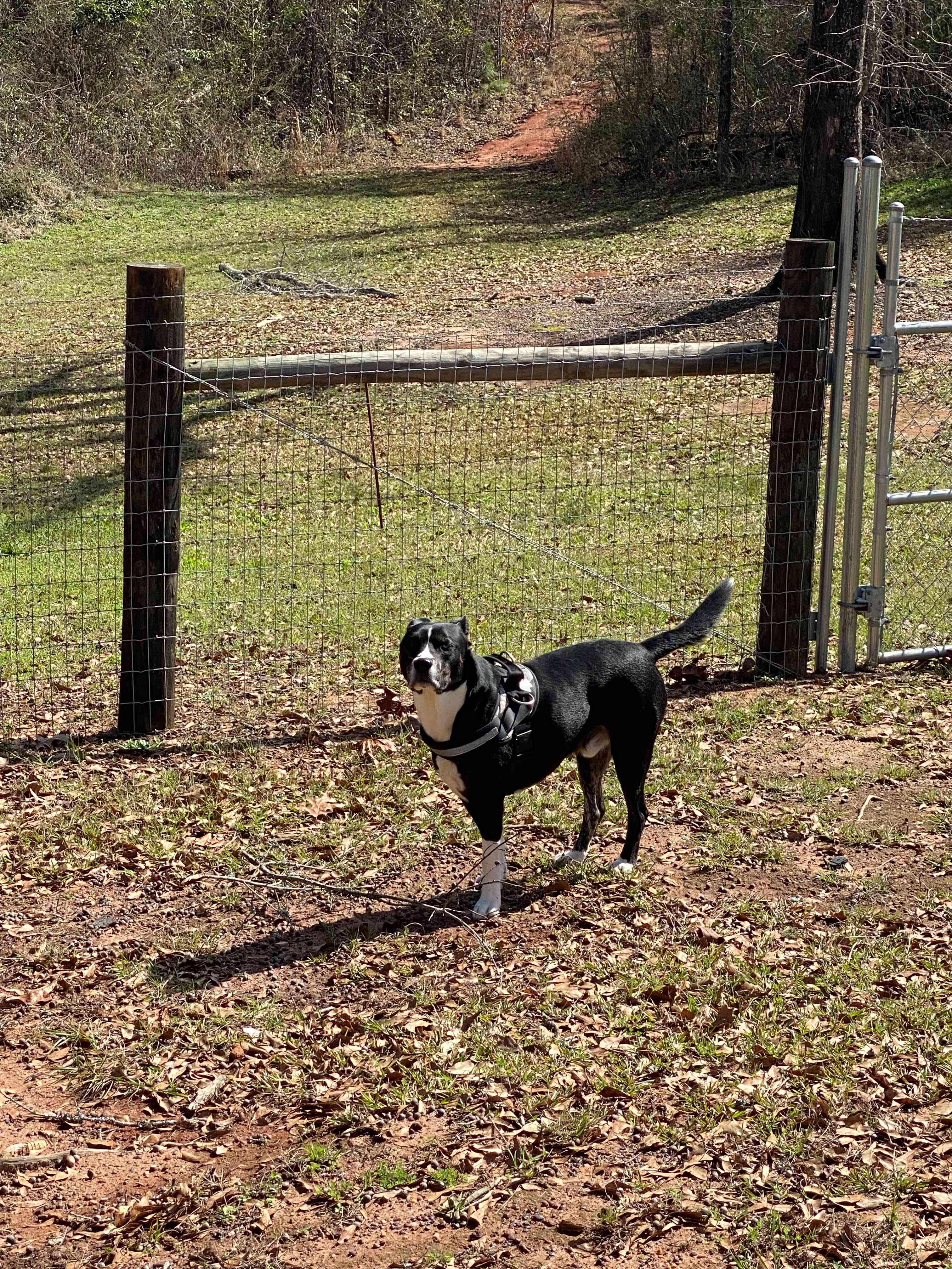 My Doggo loves the trails!