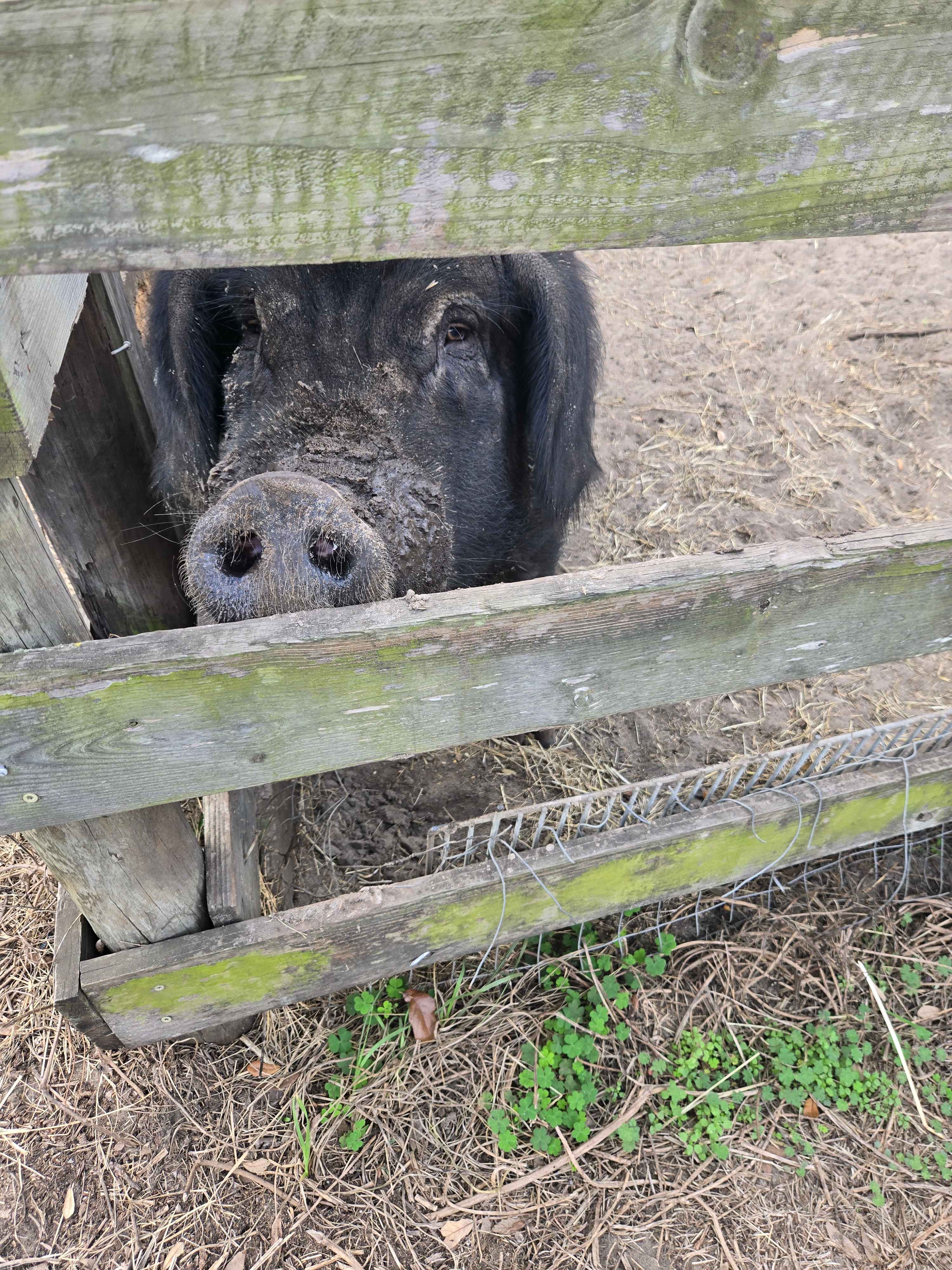 Ms. Piggy is the best. 