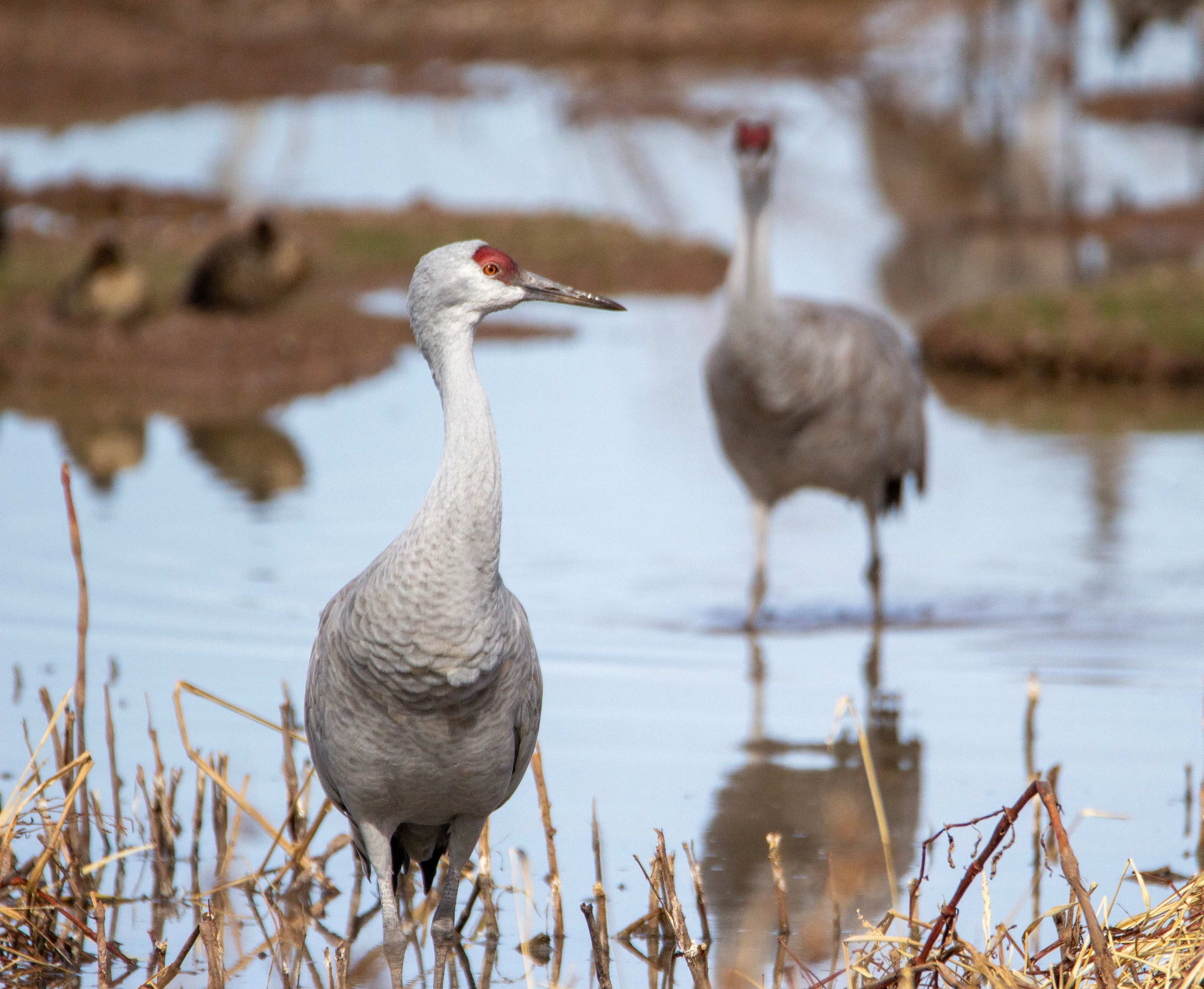 Nearby Sandhill cranes at Whitewater Draw
