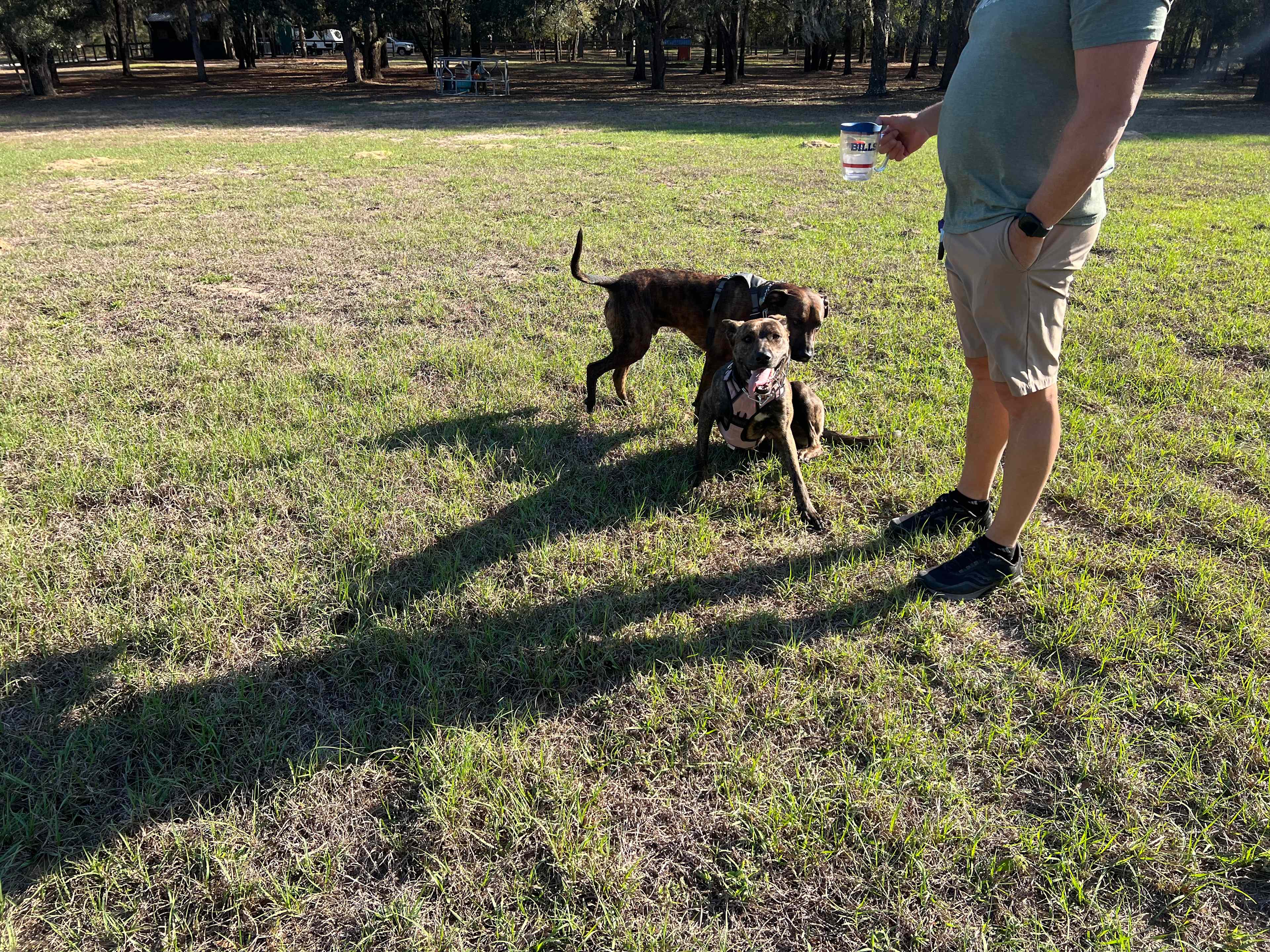 Our dogs loved it 