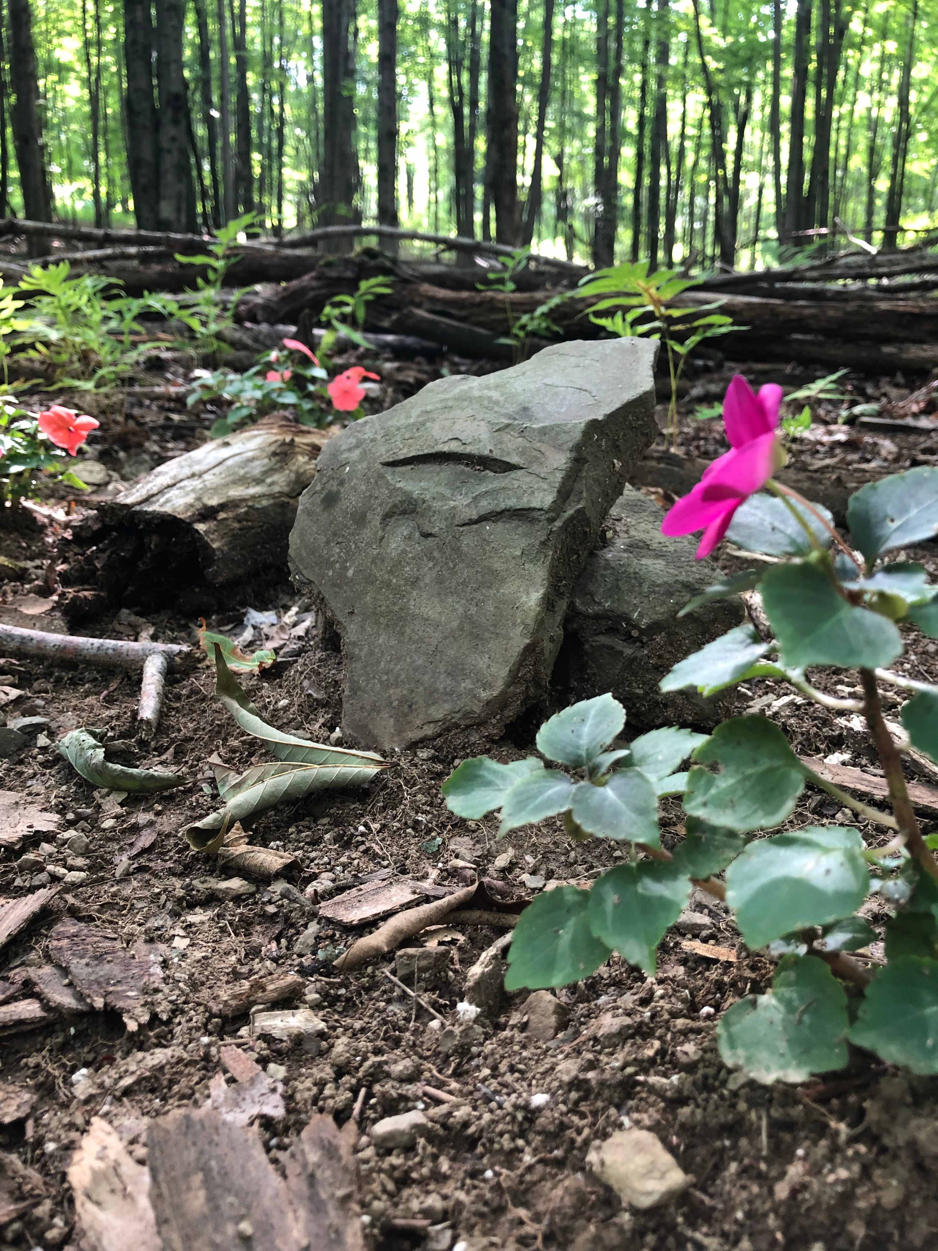 Forest Hermitage