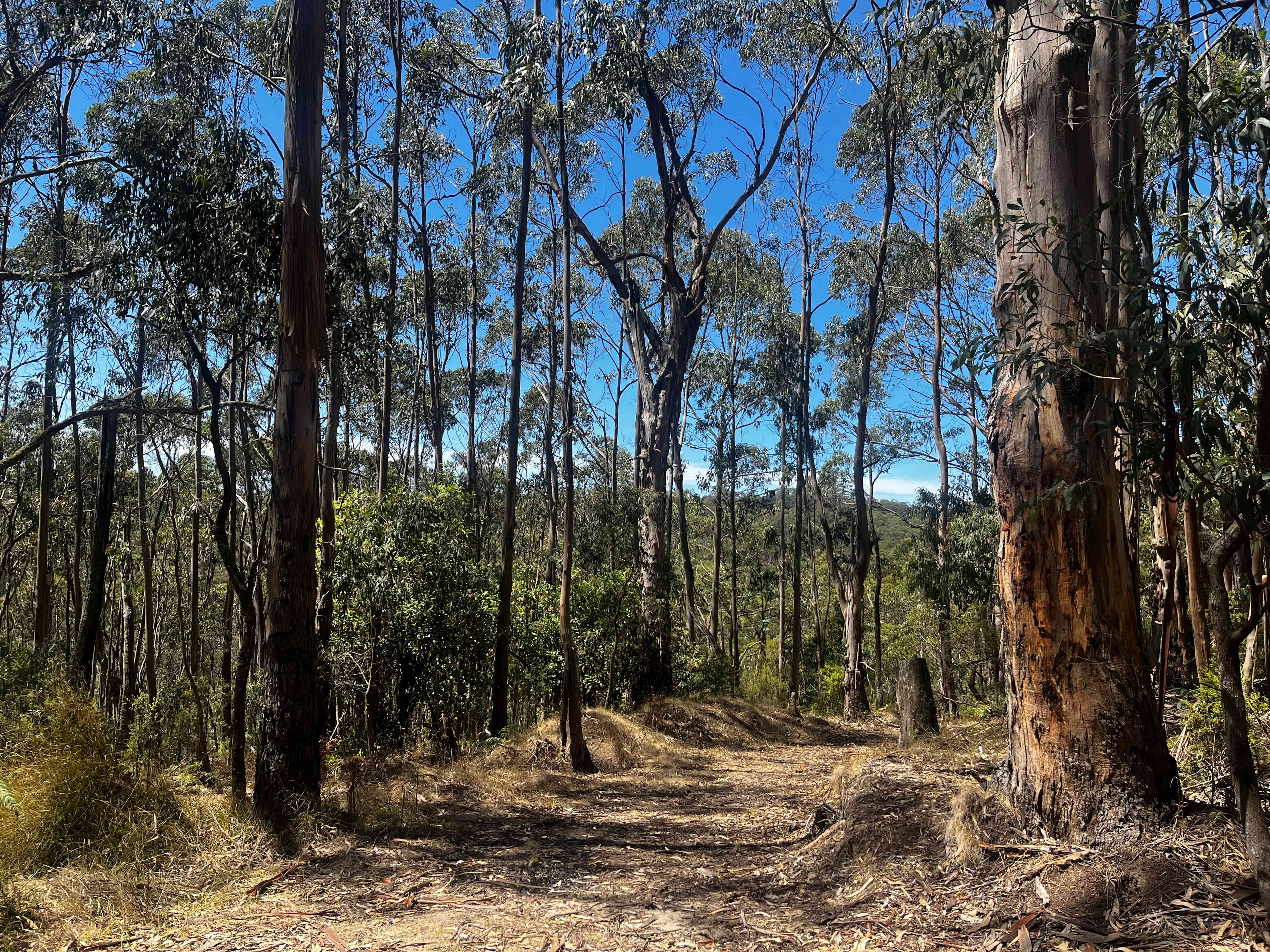 Tall Trees Otways Camp
