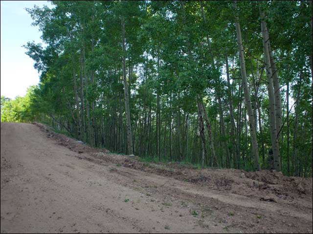 Secluded Wooded Mountain Aspen Land