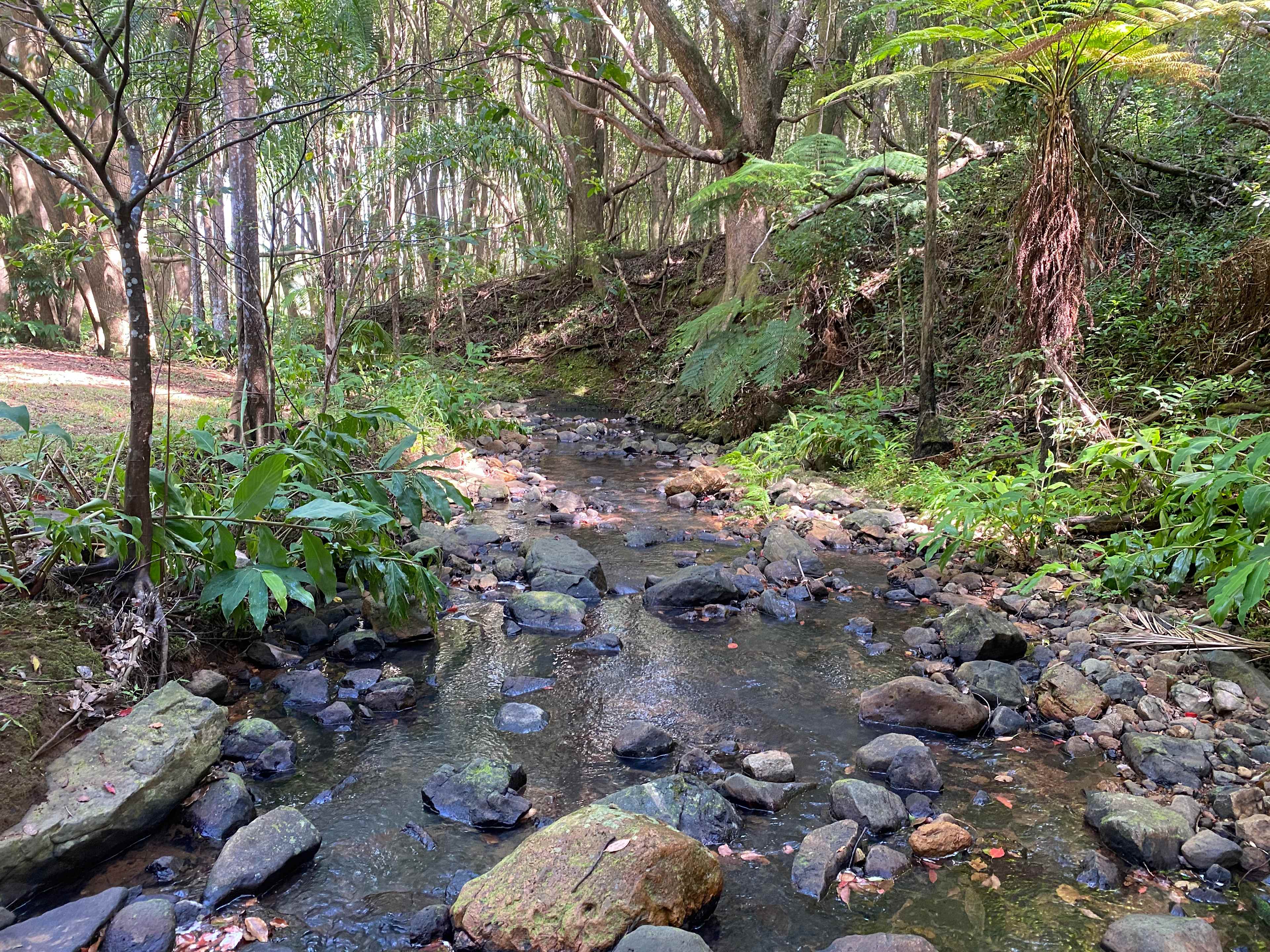Fern gully Creek, Coorabell