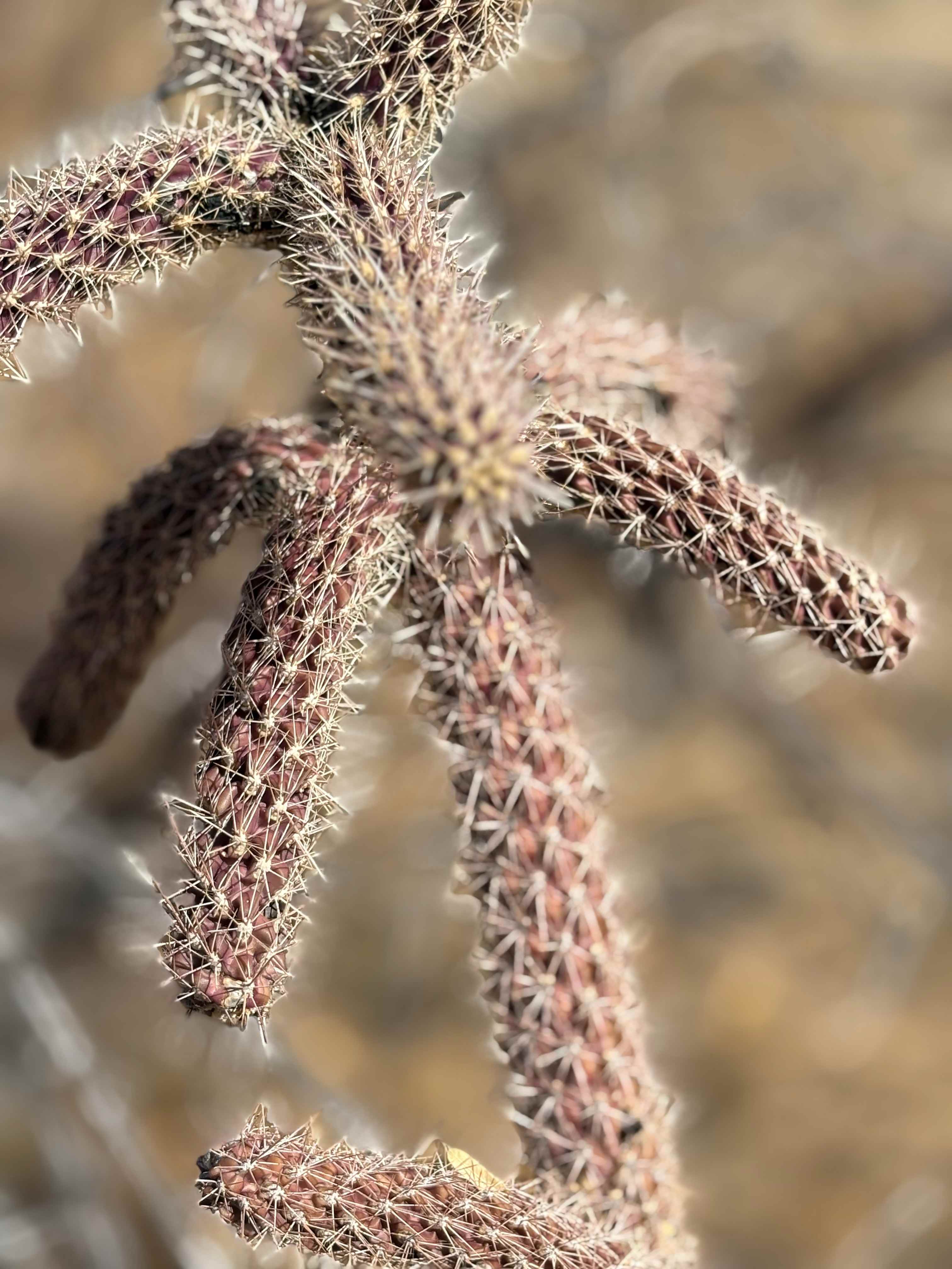 Epic Private 300 Acre Saguaro Park