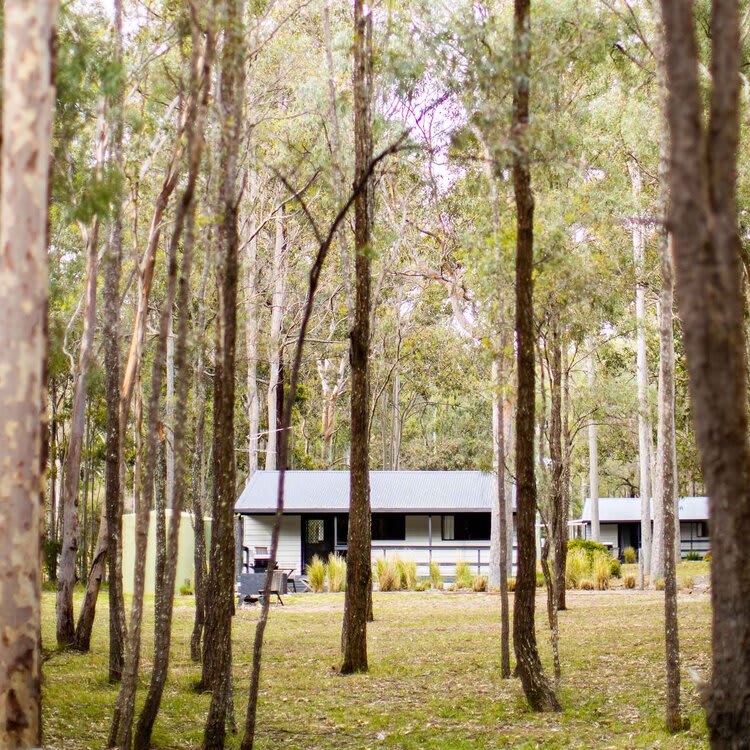 Wild Woods