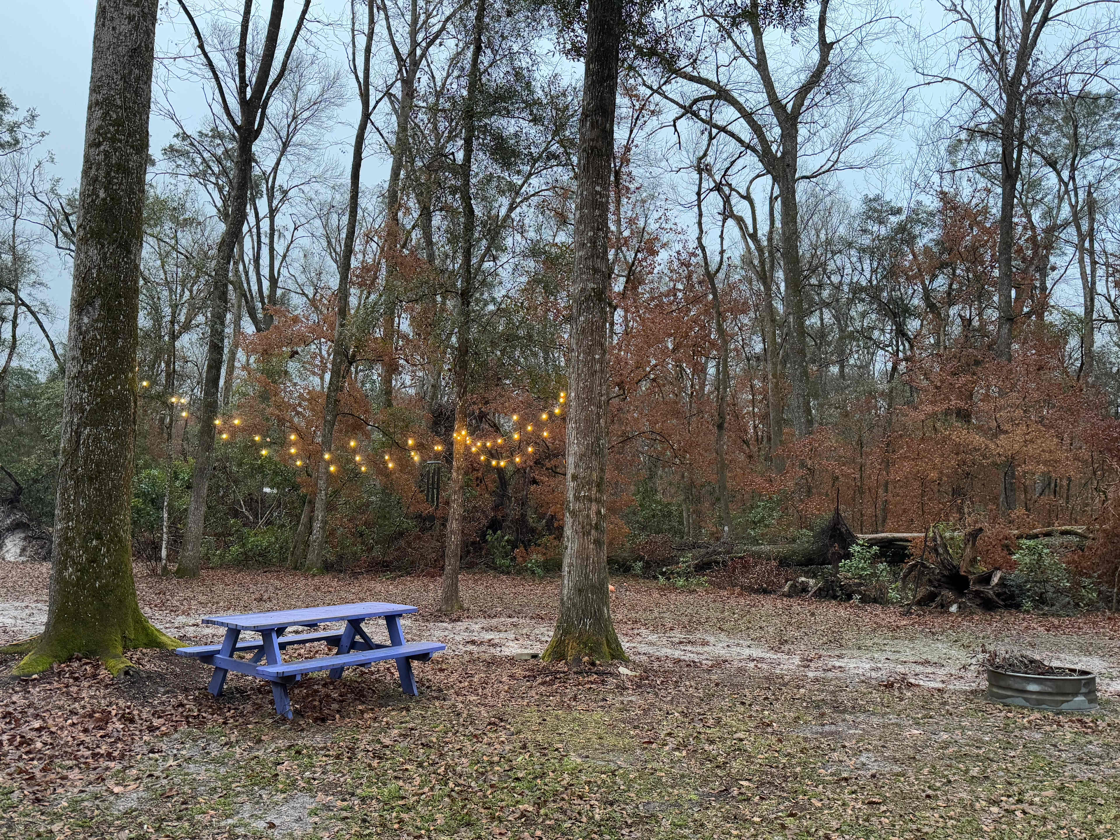 The Nest