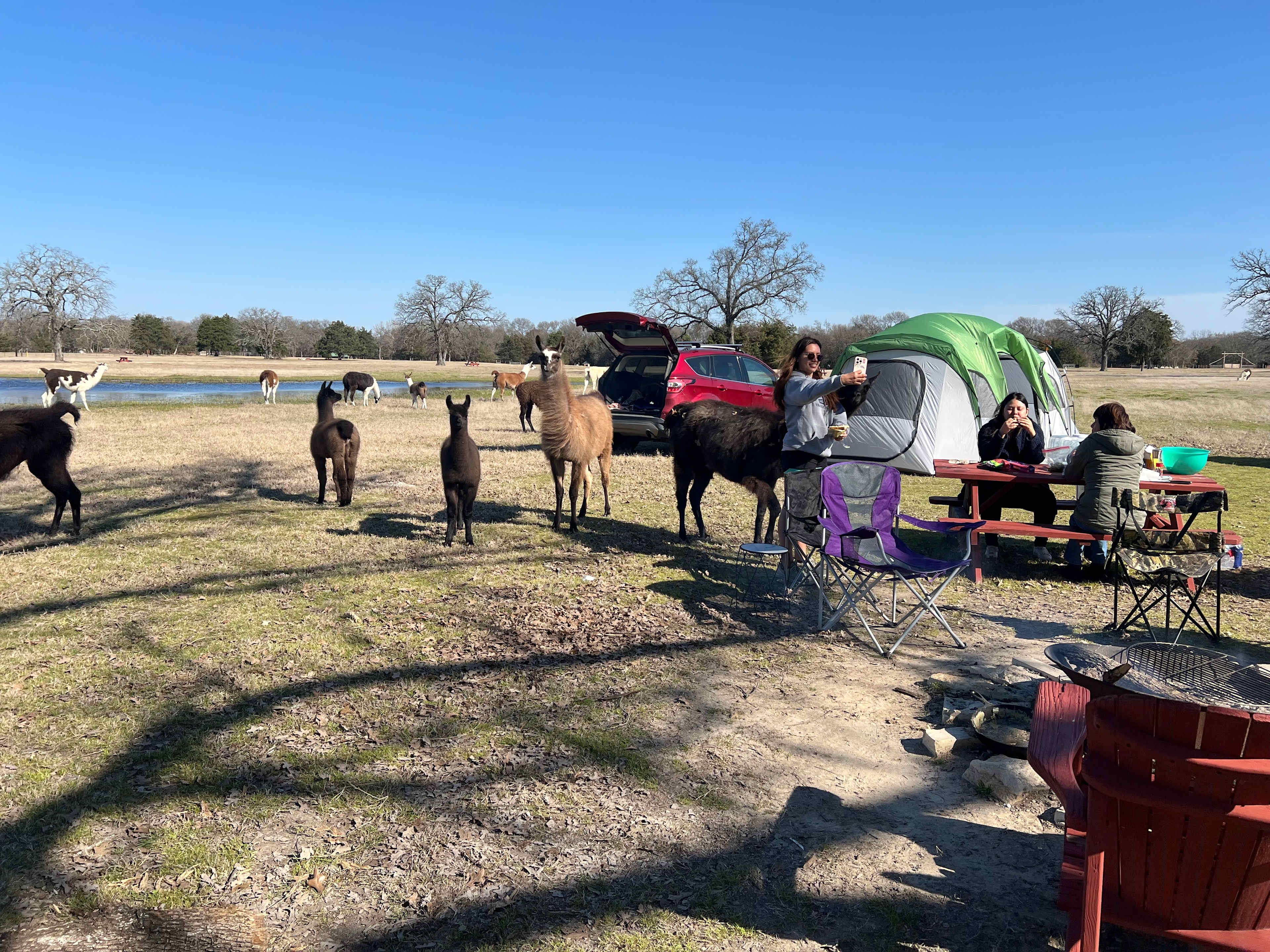 Llama Land Ranch