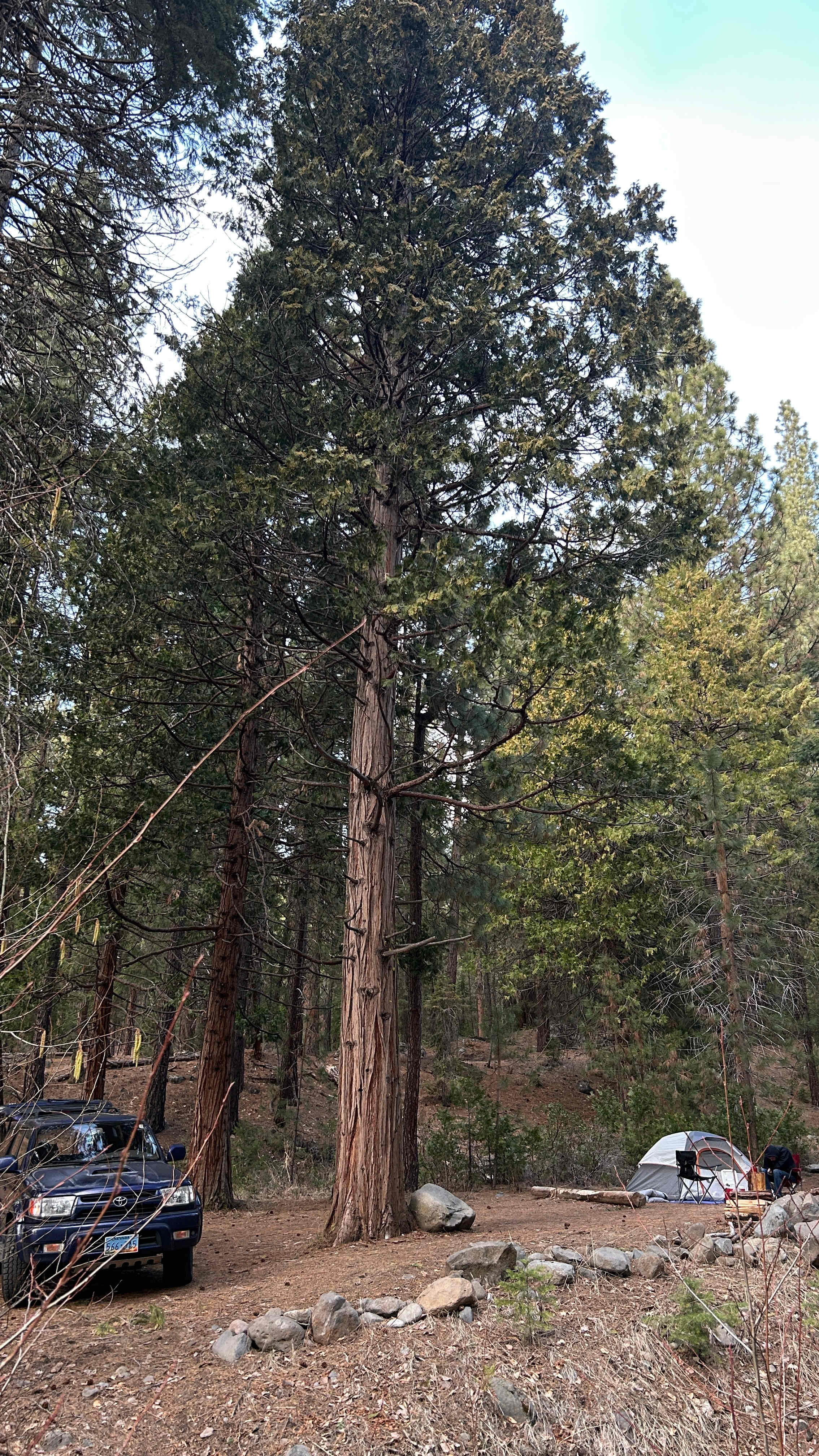 Camp Shady Meadow