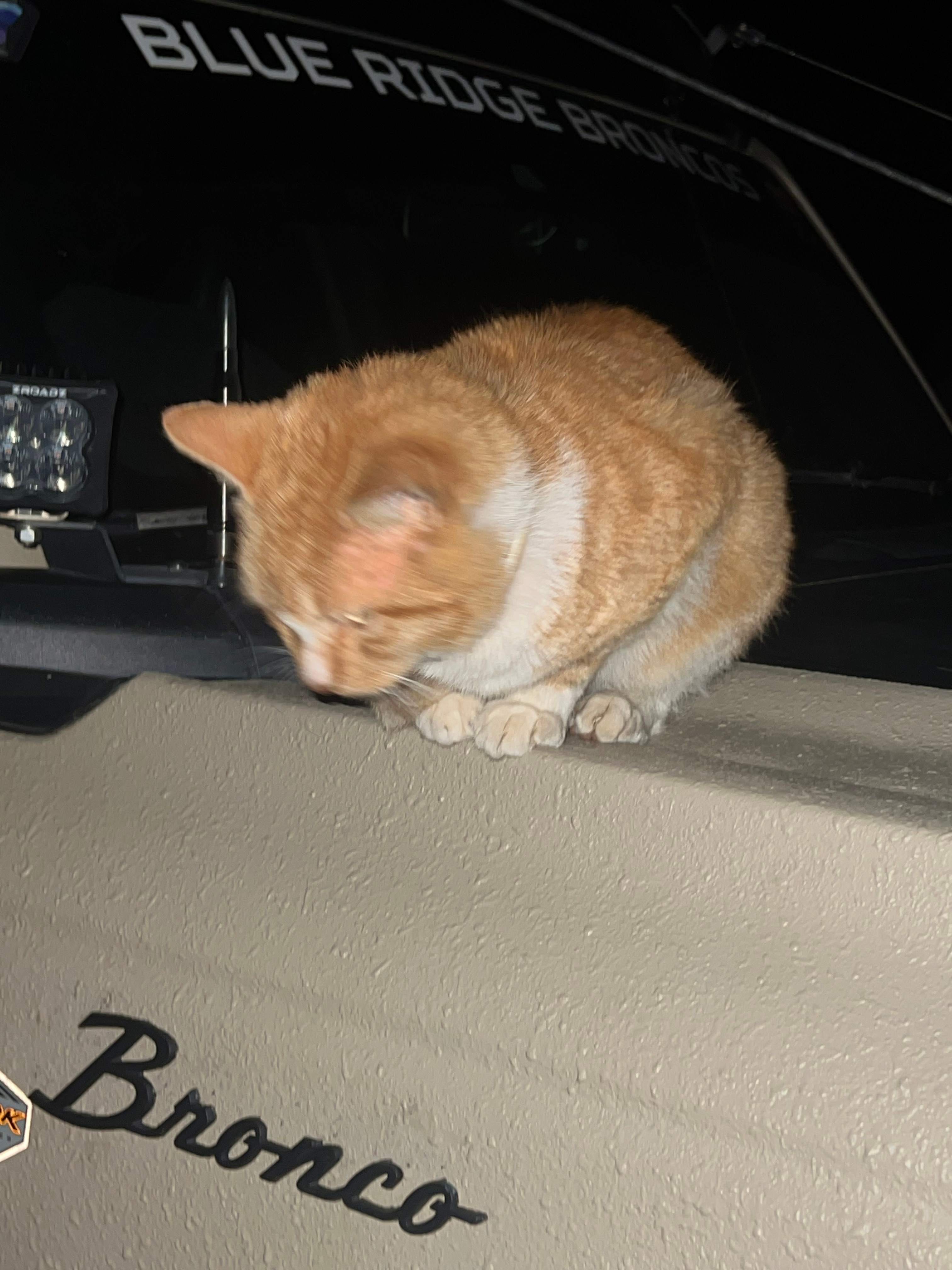 Rupert the cat