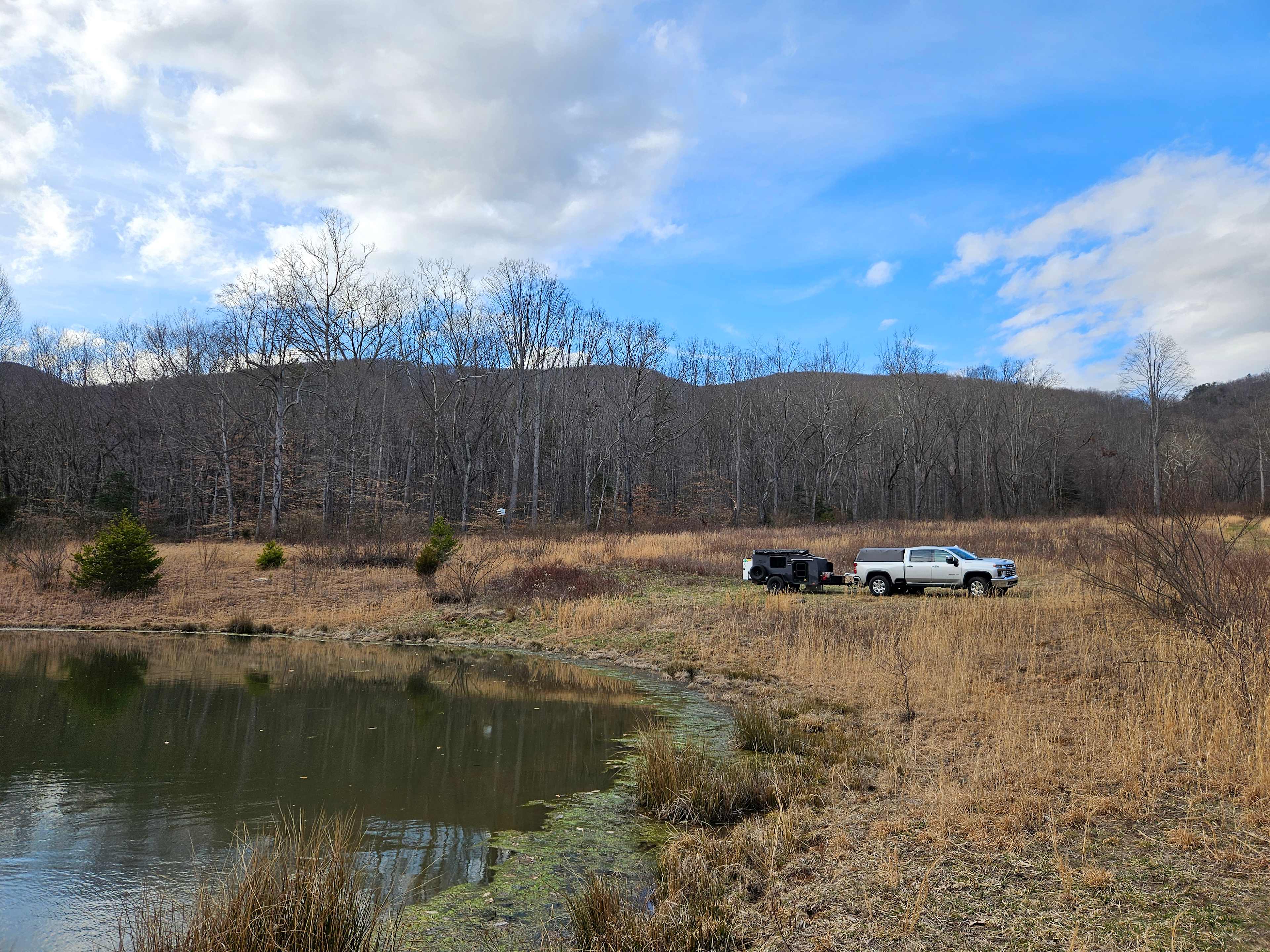 Creeping Thyme Forest