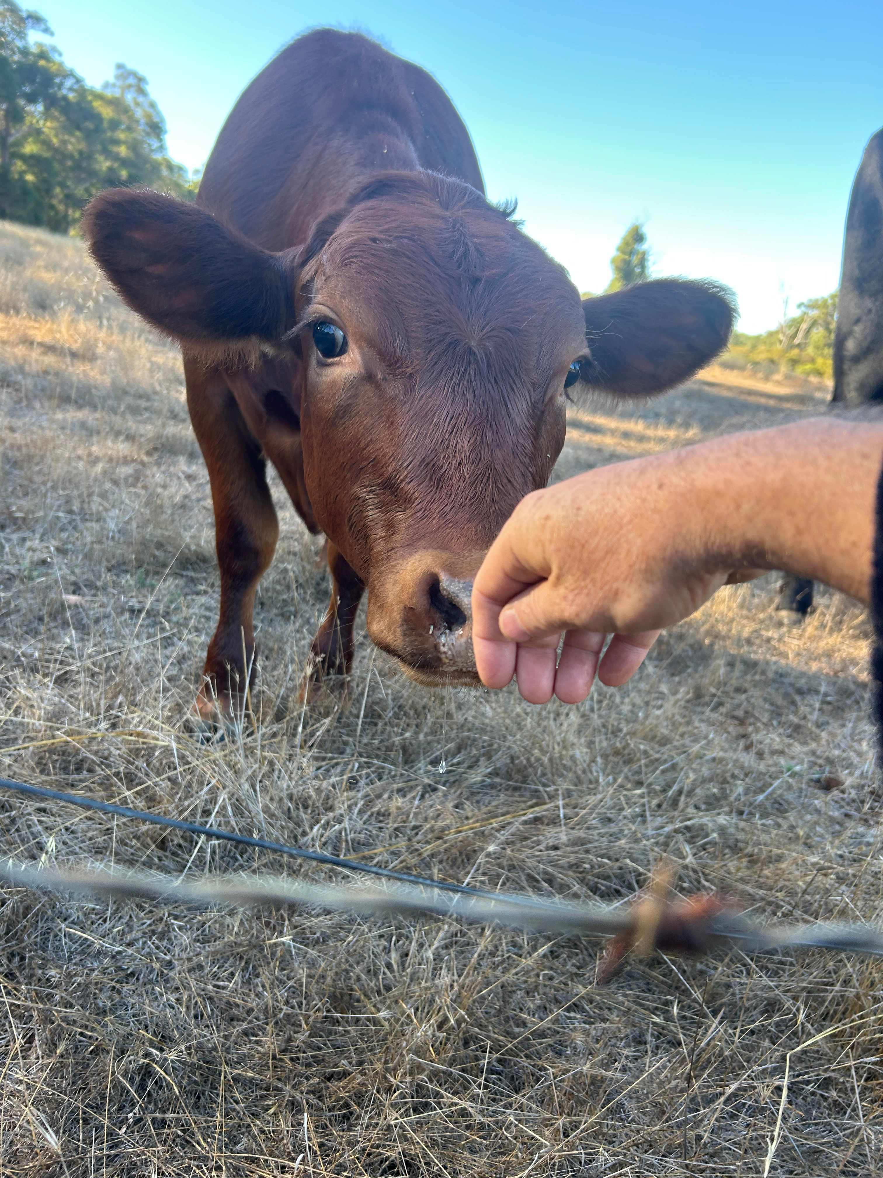 Old O’Donnells Farm