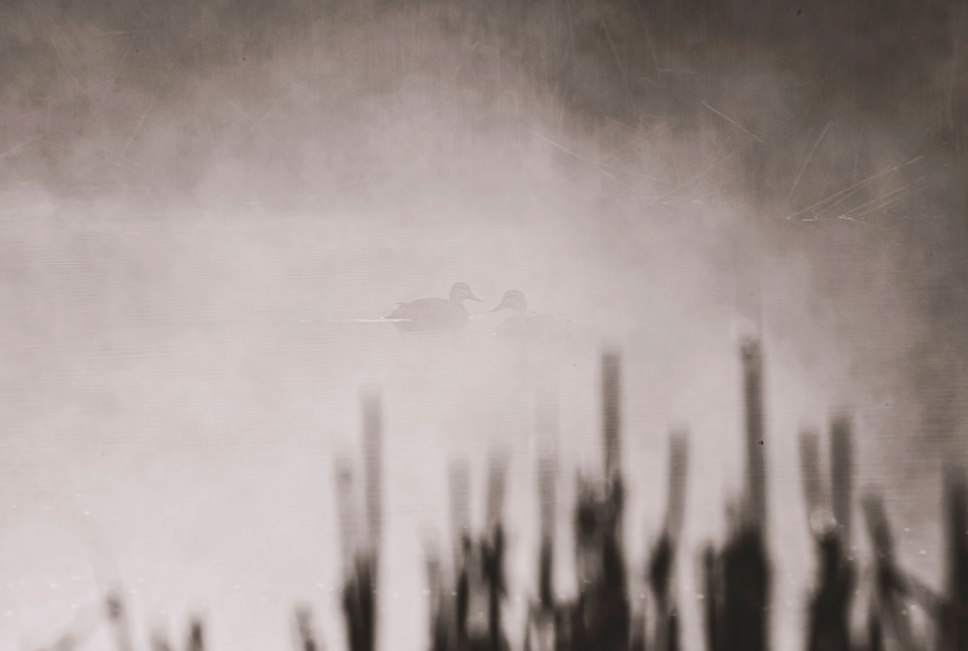 Nerrigundah contrée sauvage