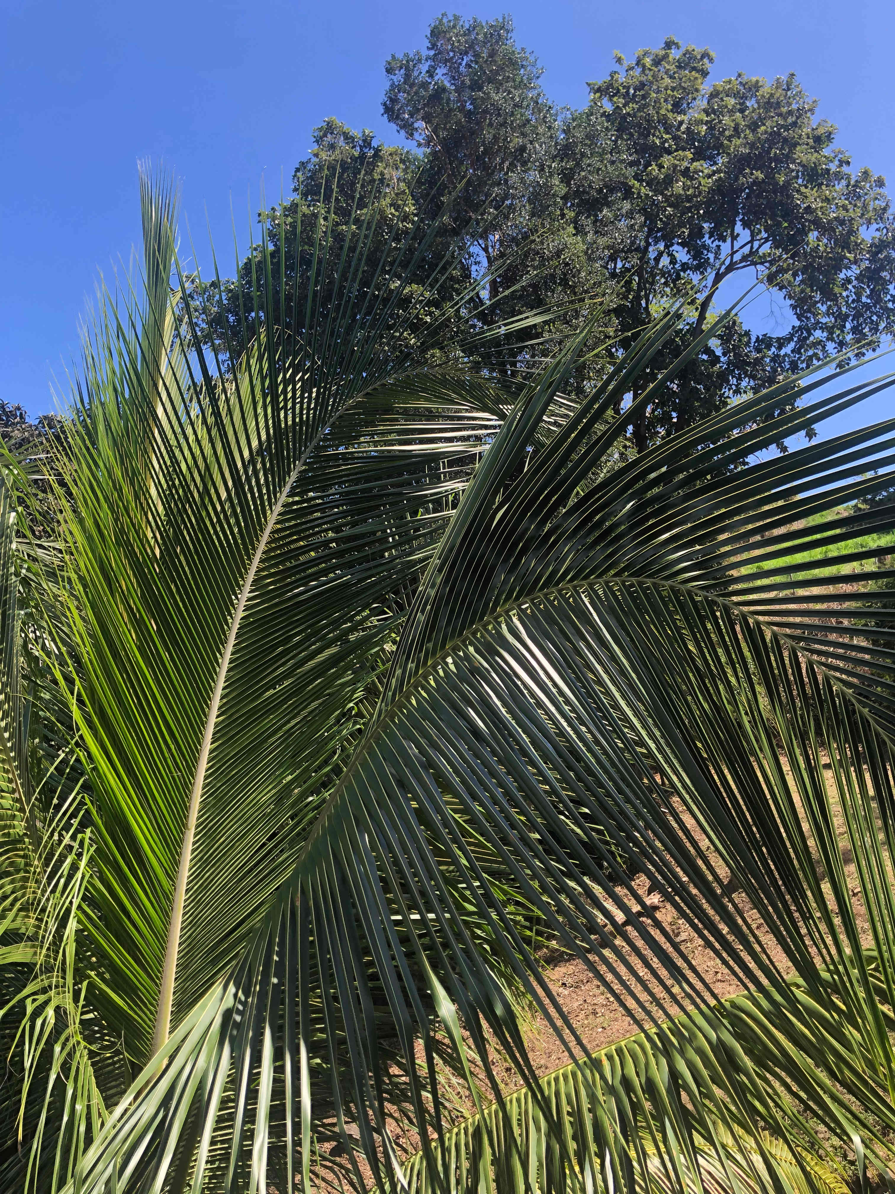 Beautiful trees that have many birds and occasionally iguanas. 