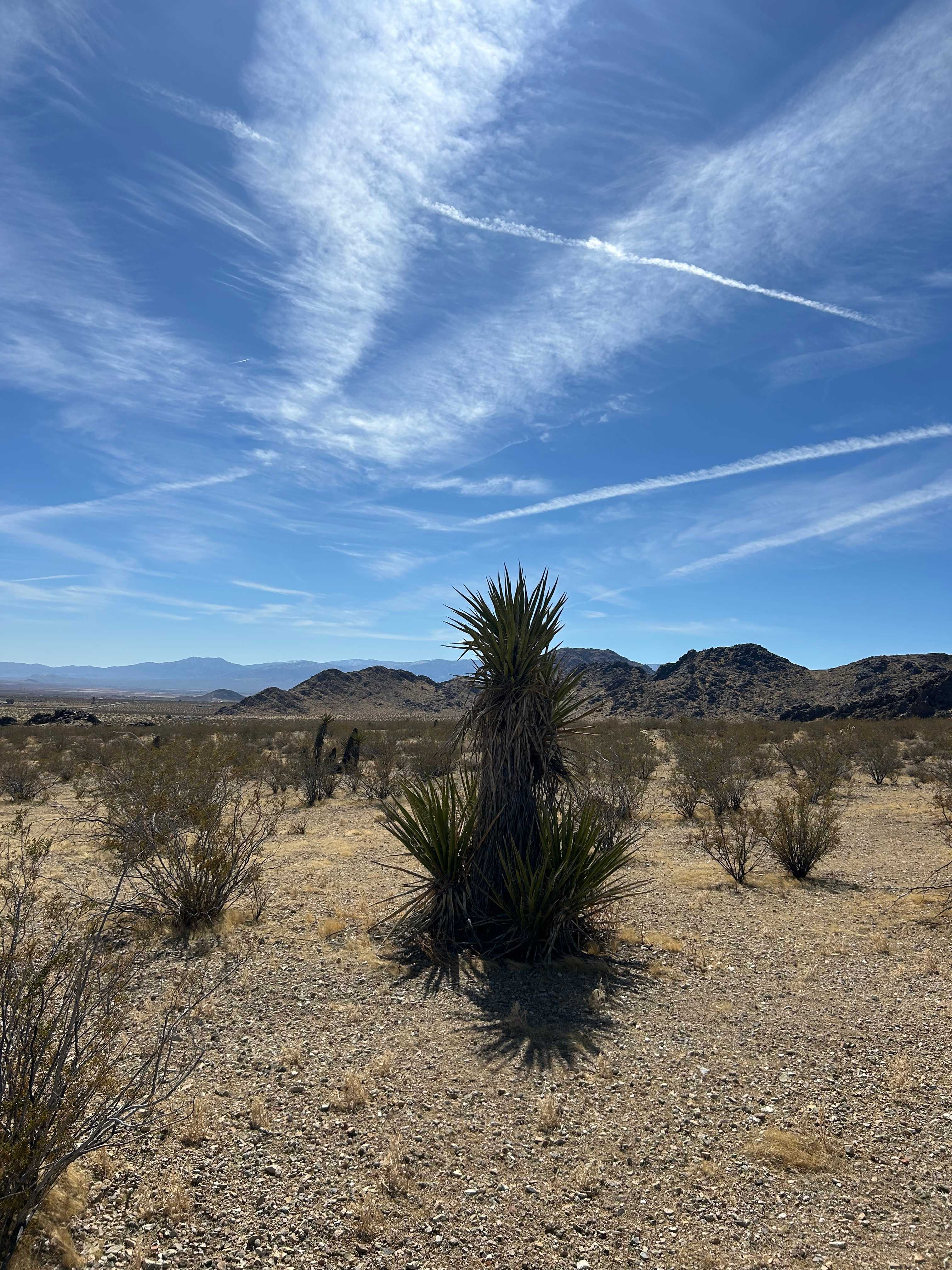 Mojave Moonlight Camping