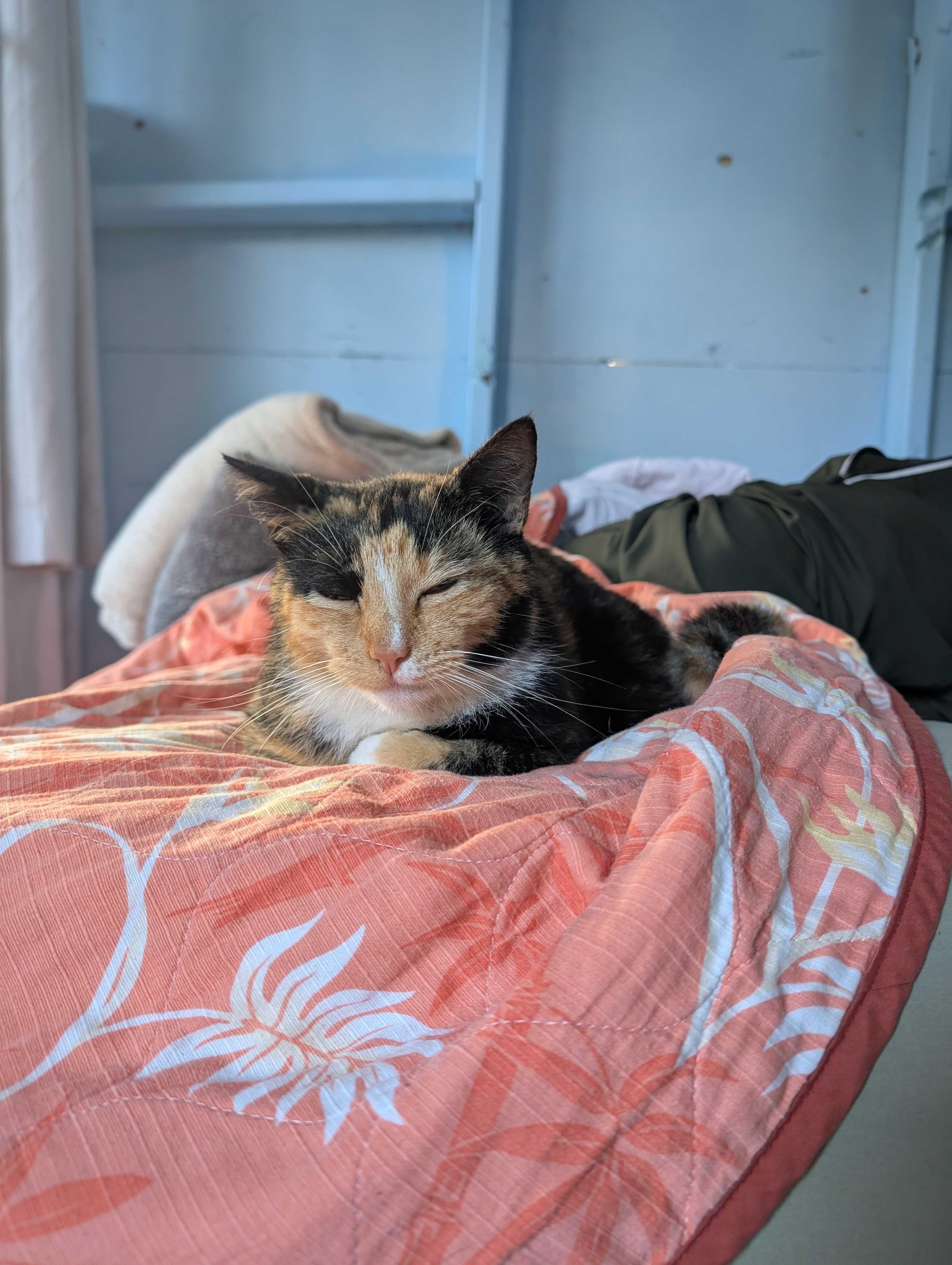 Cookie the cat!