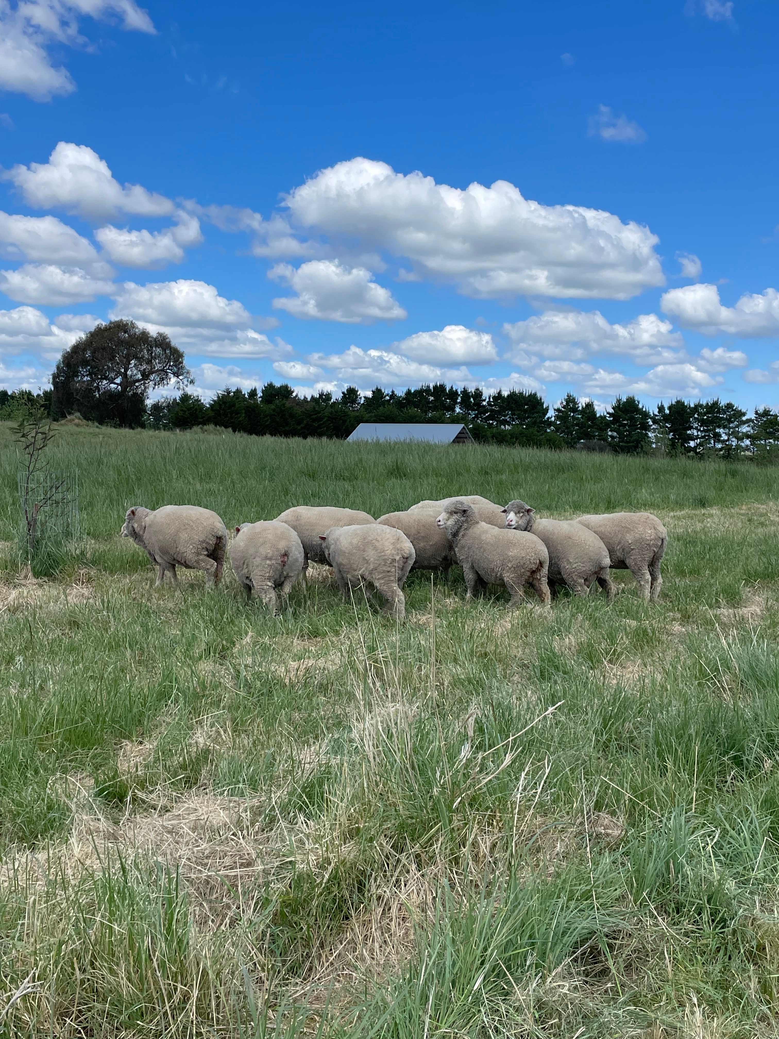 Corella Farm