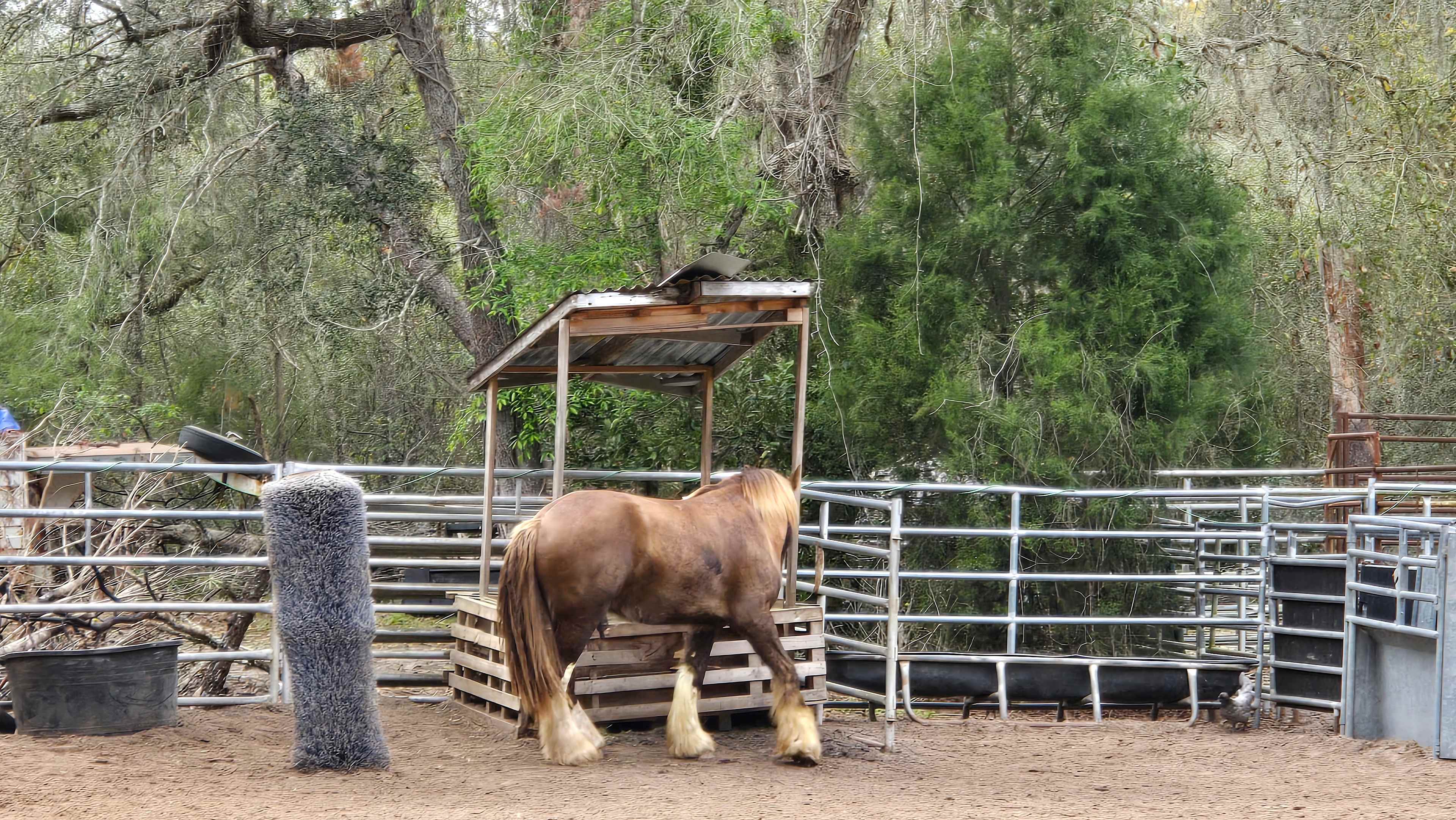 Hercules AKA Big Guy :)