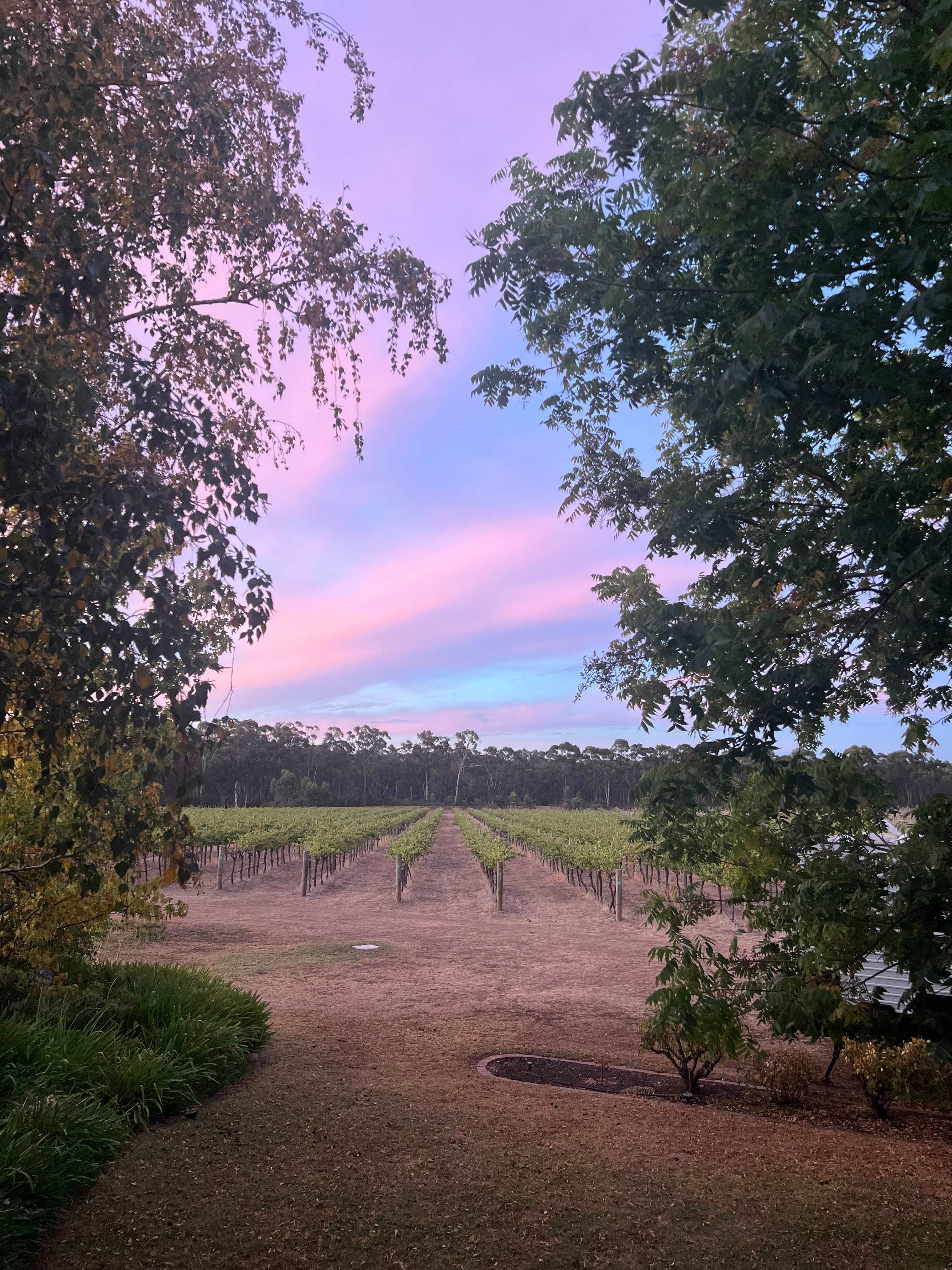 Sandhurst Ridge Vineyard