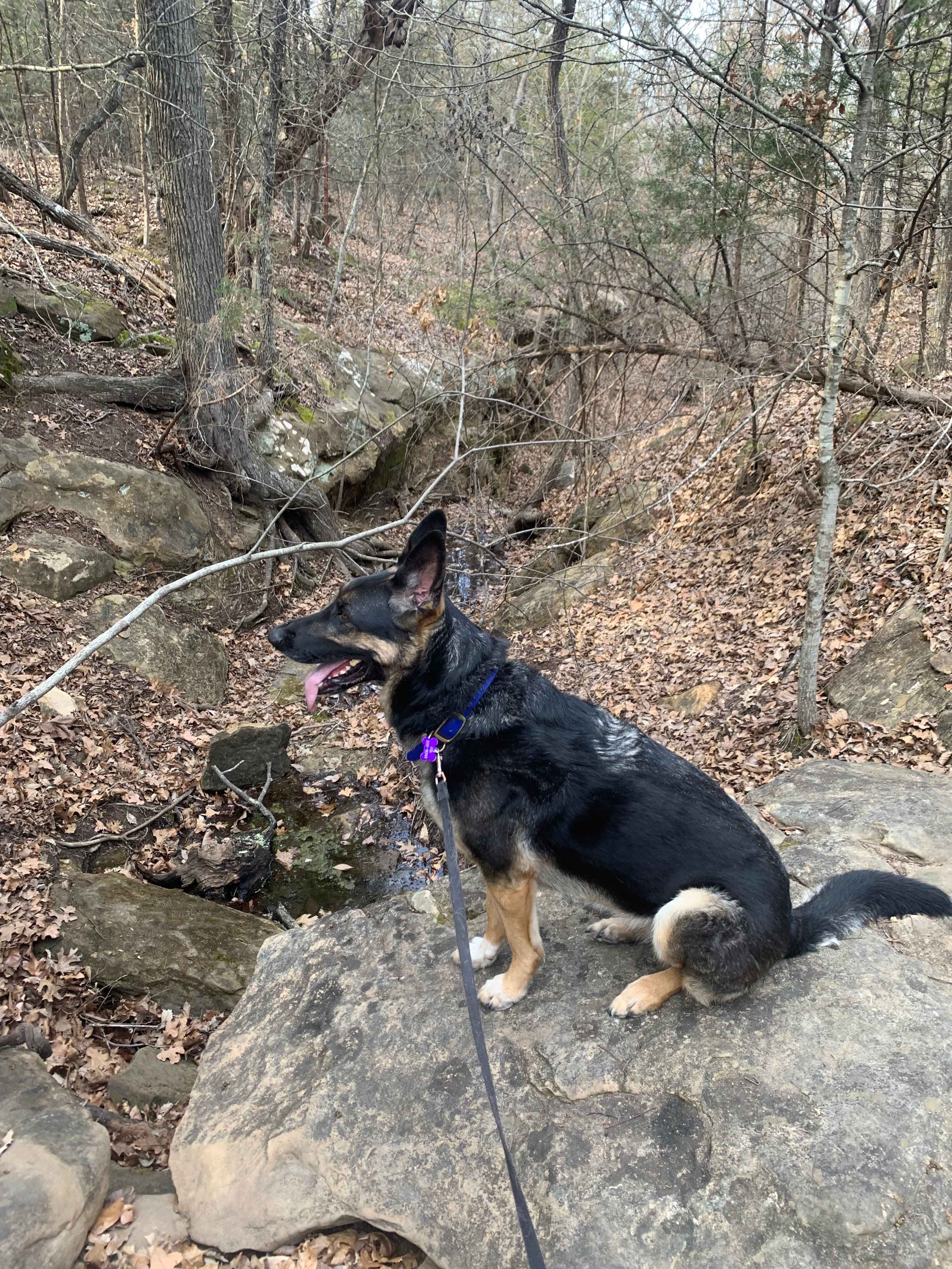 Nala checkin’ out the mini canyon
