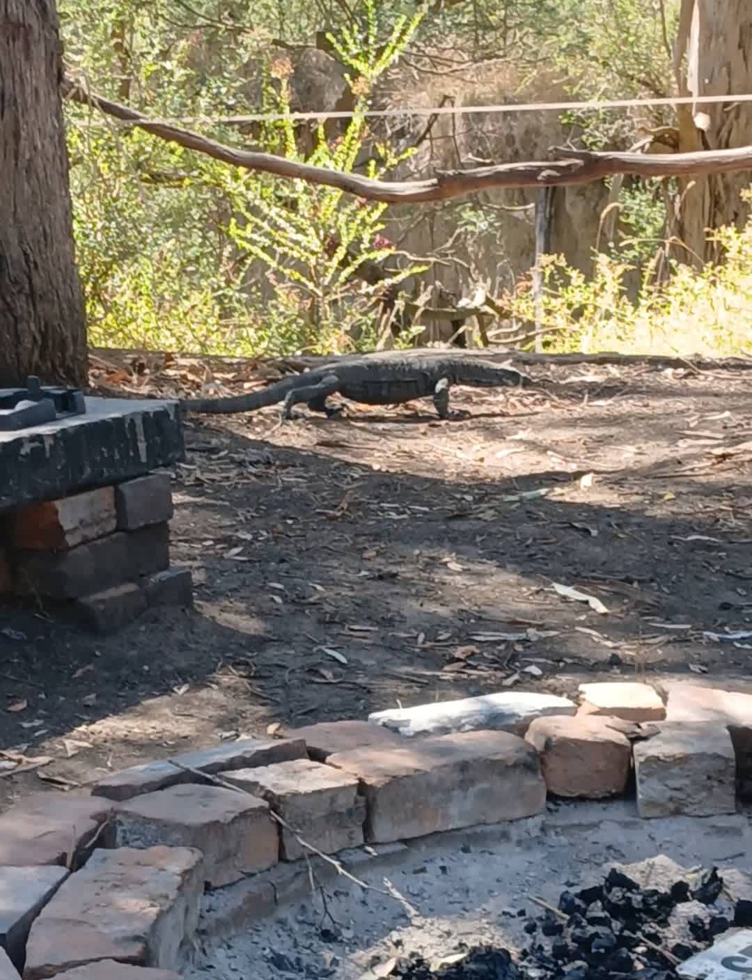 A Goanna visited us!