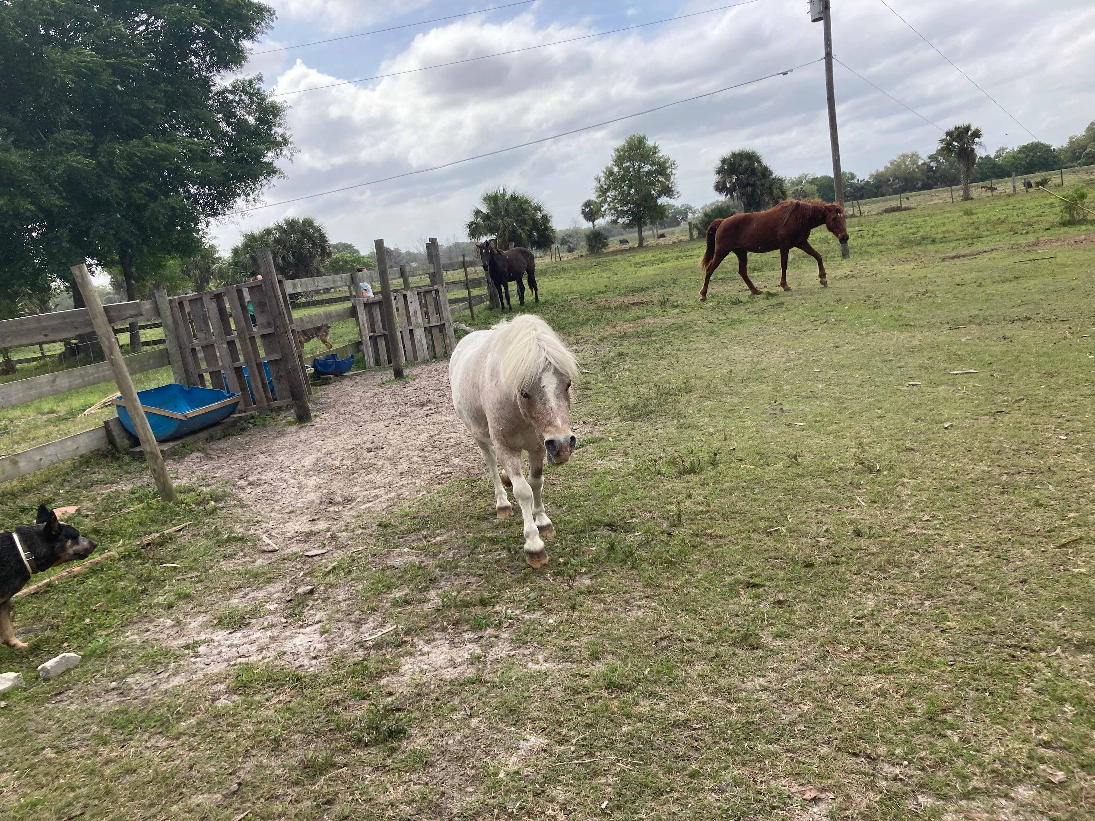 Blue Fox Ranch: Lake & Farm Camp