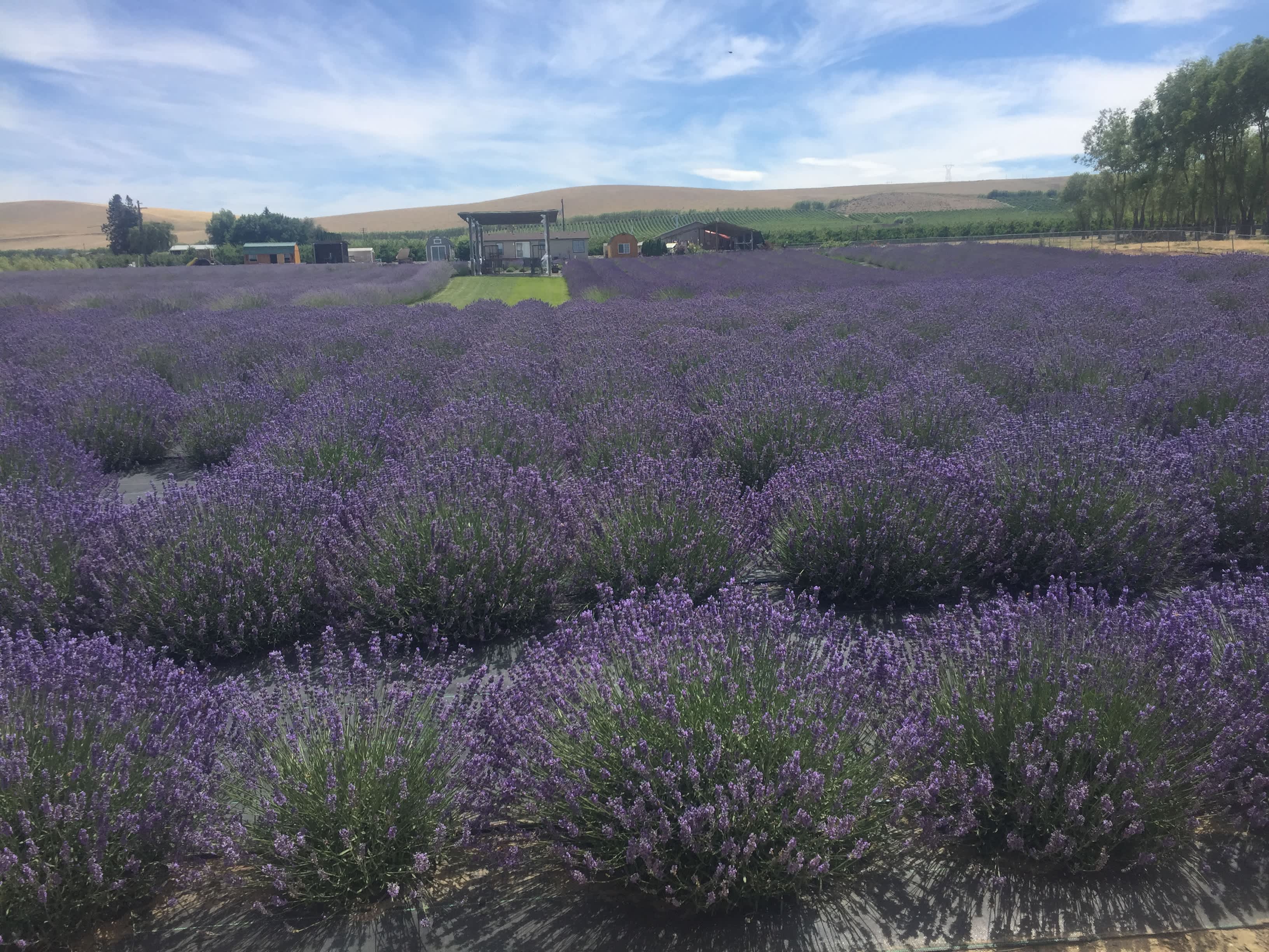 Trinity Gardens Lavender Farm