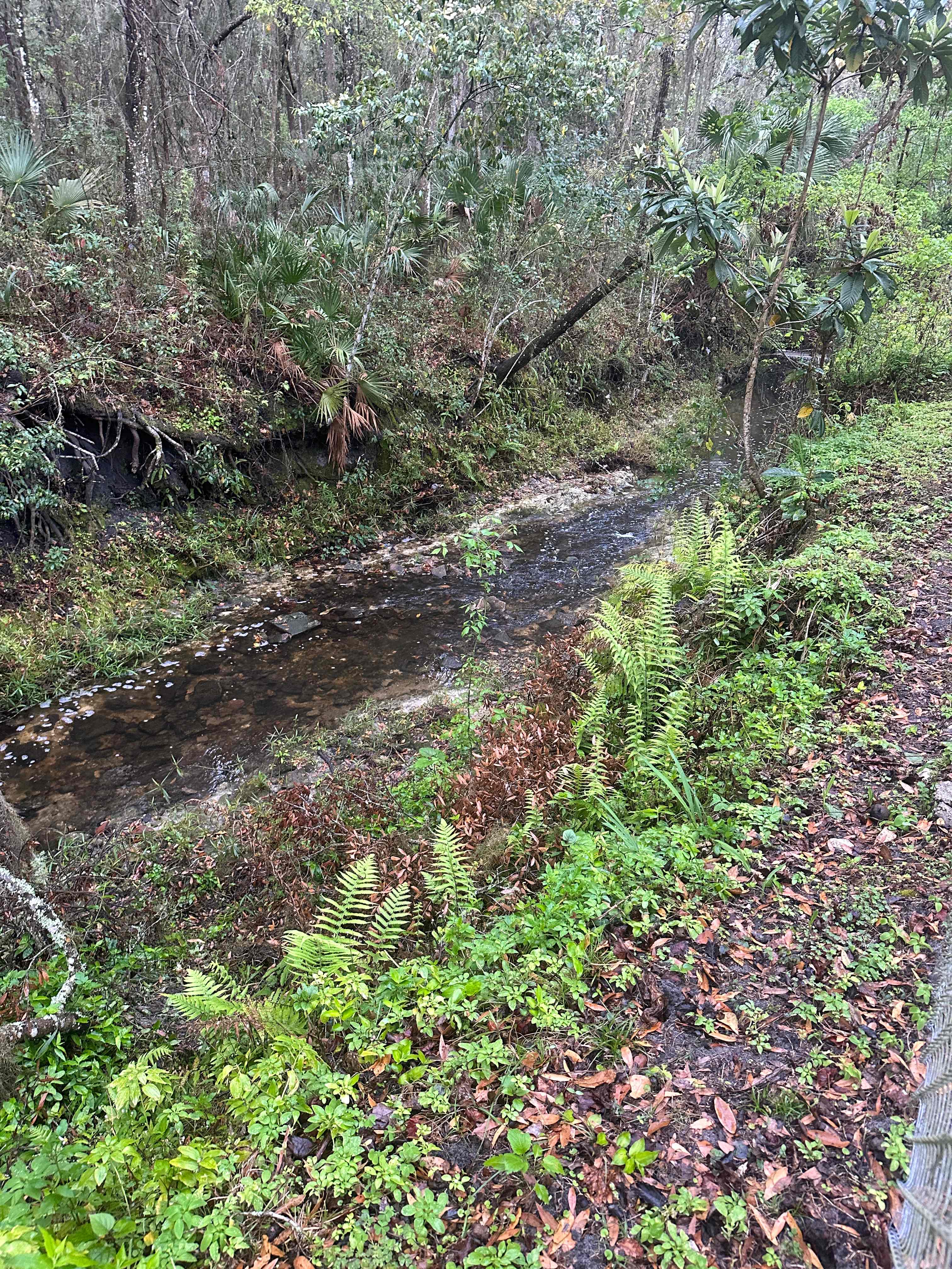 Downtown Nature Retreat