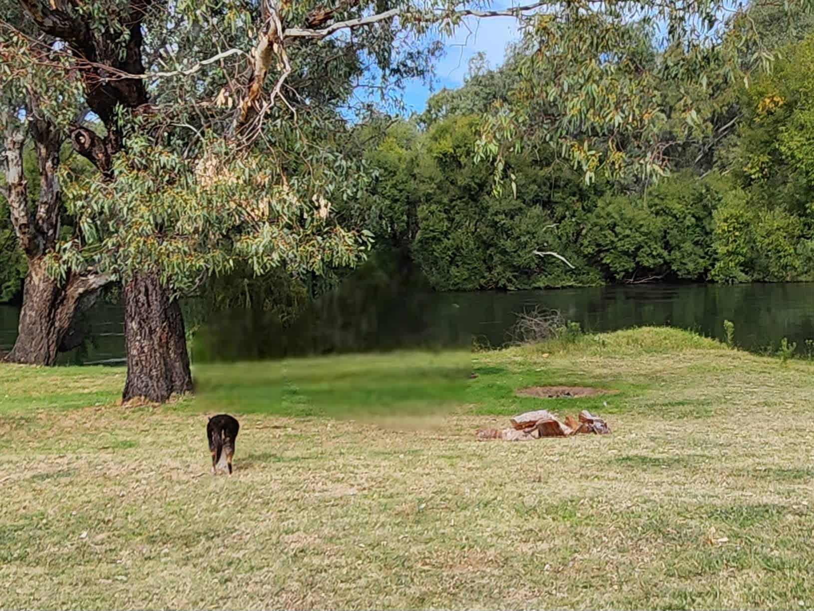 Willowbank on the Murray