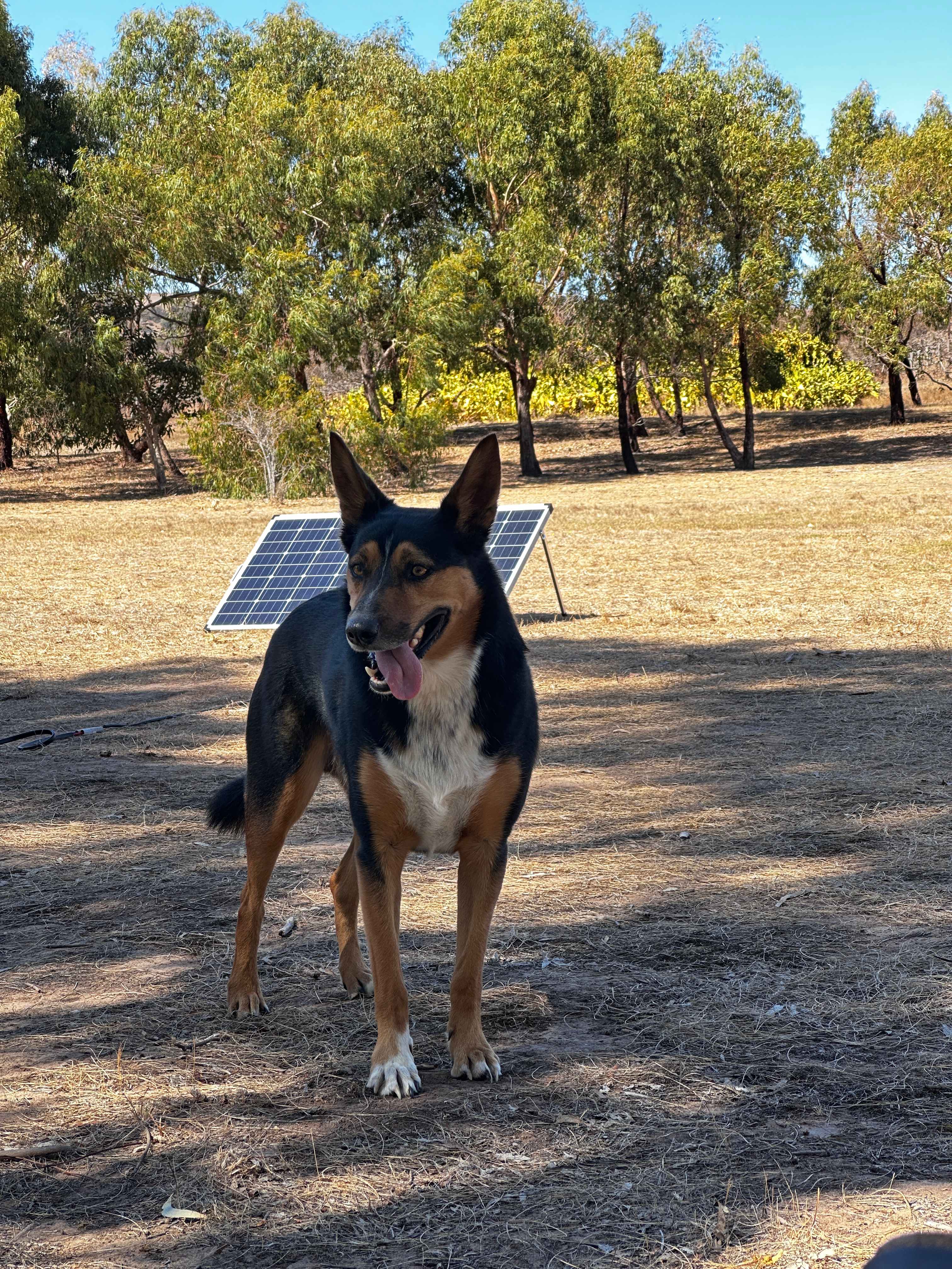 Salty - such a great farm dog 