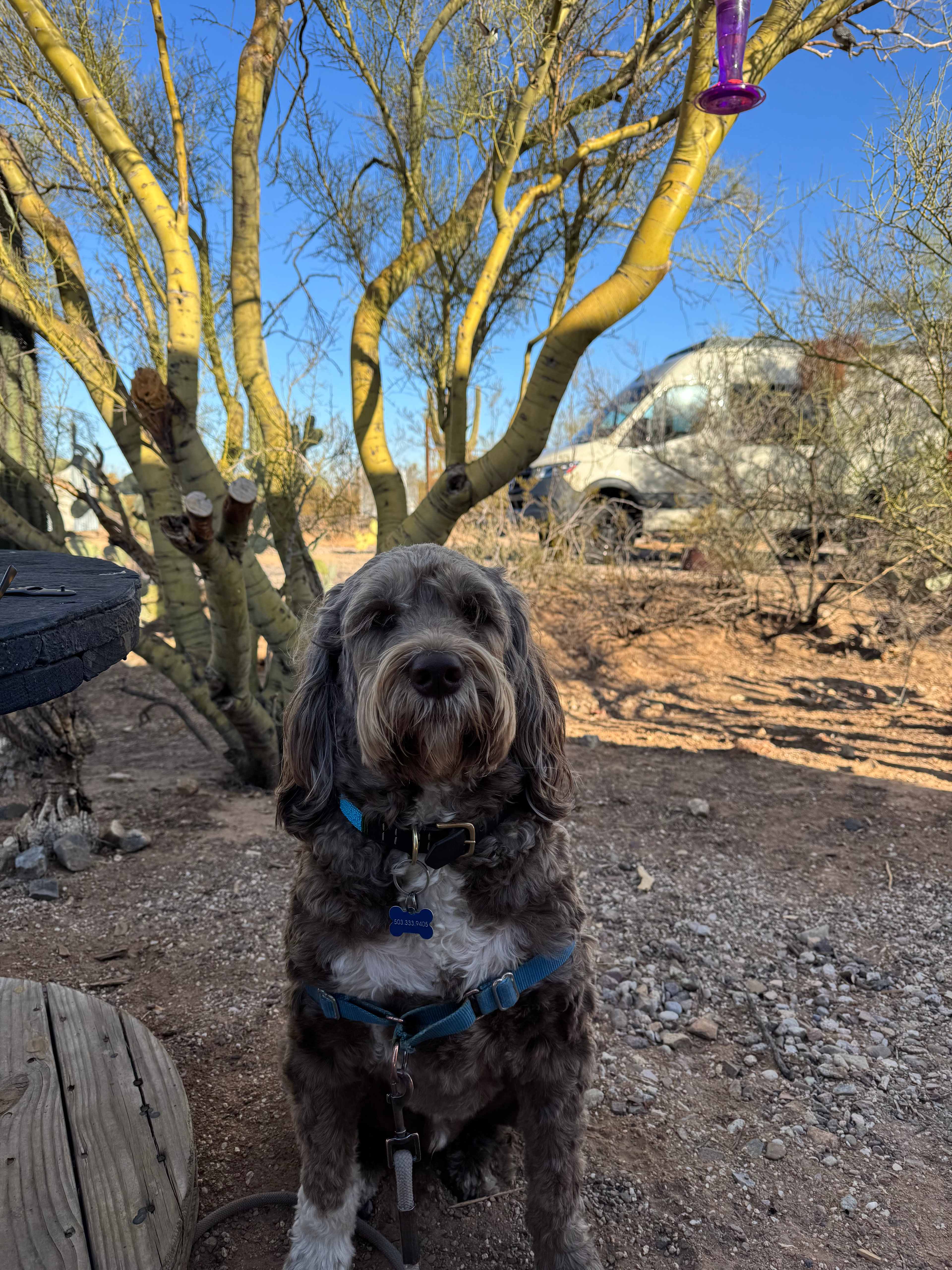 Camp Saguaro